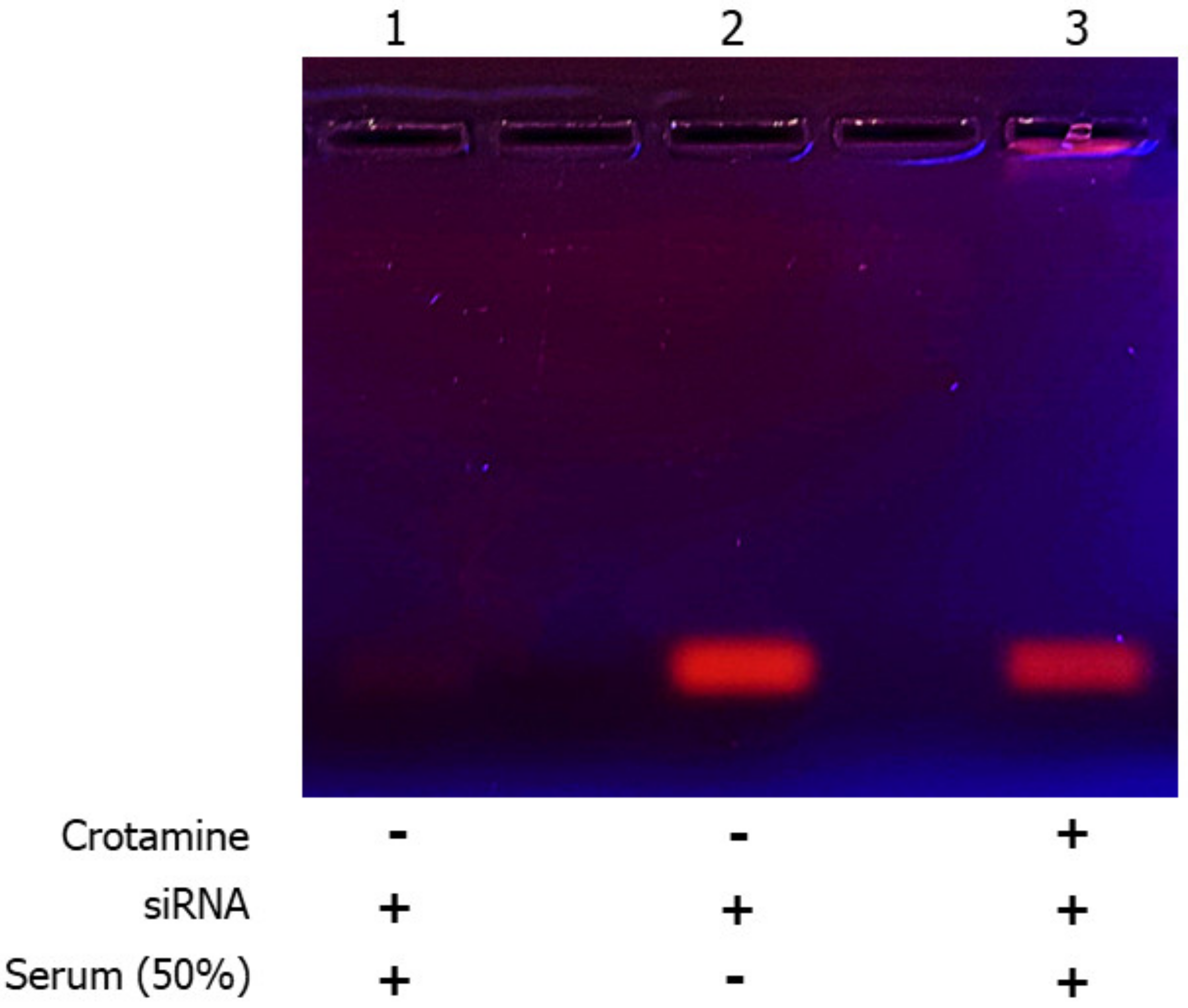 Pharmaceutics 15 01576 g003