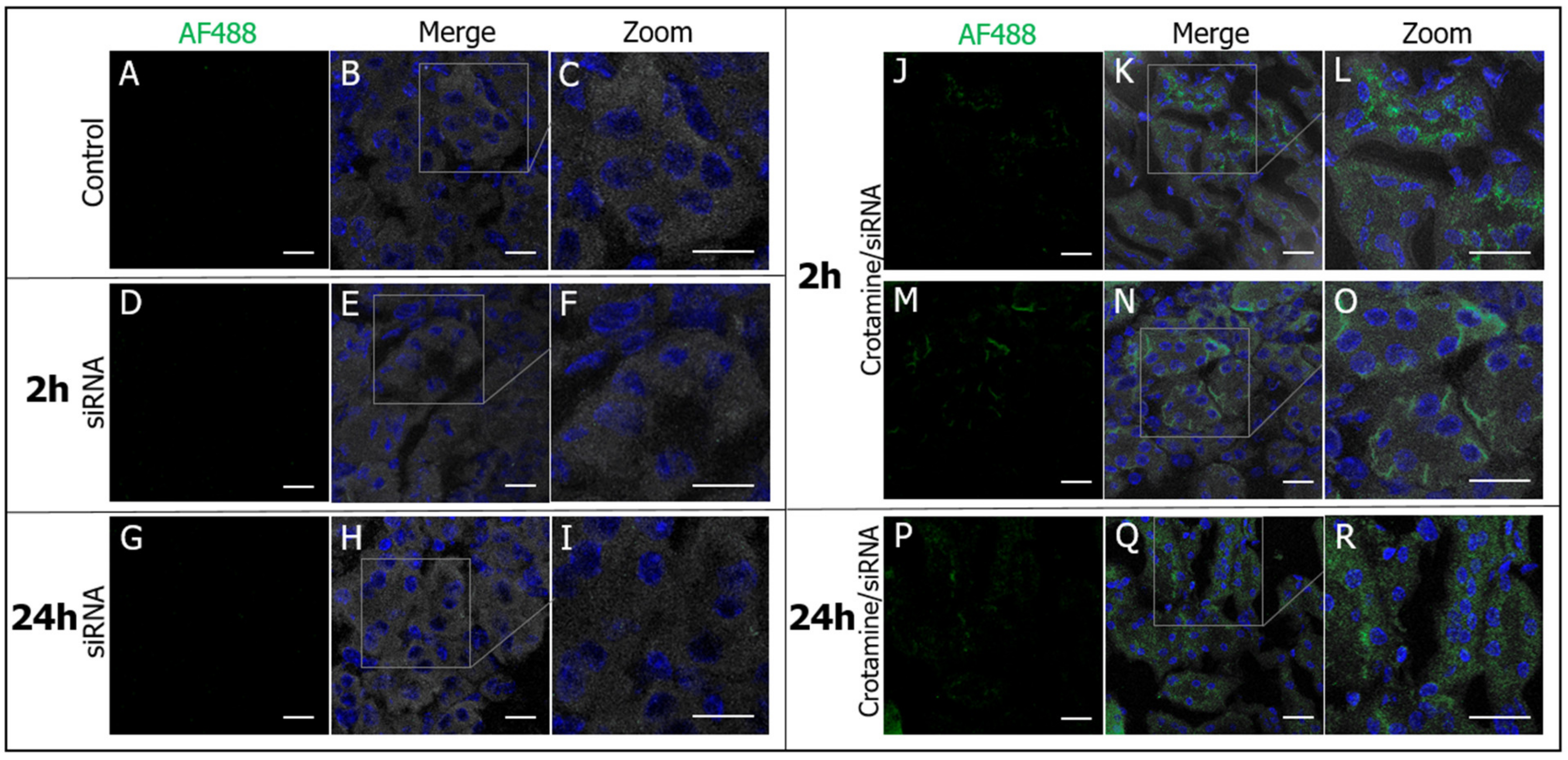 Pharmaceutics 15 01576 g006