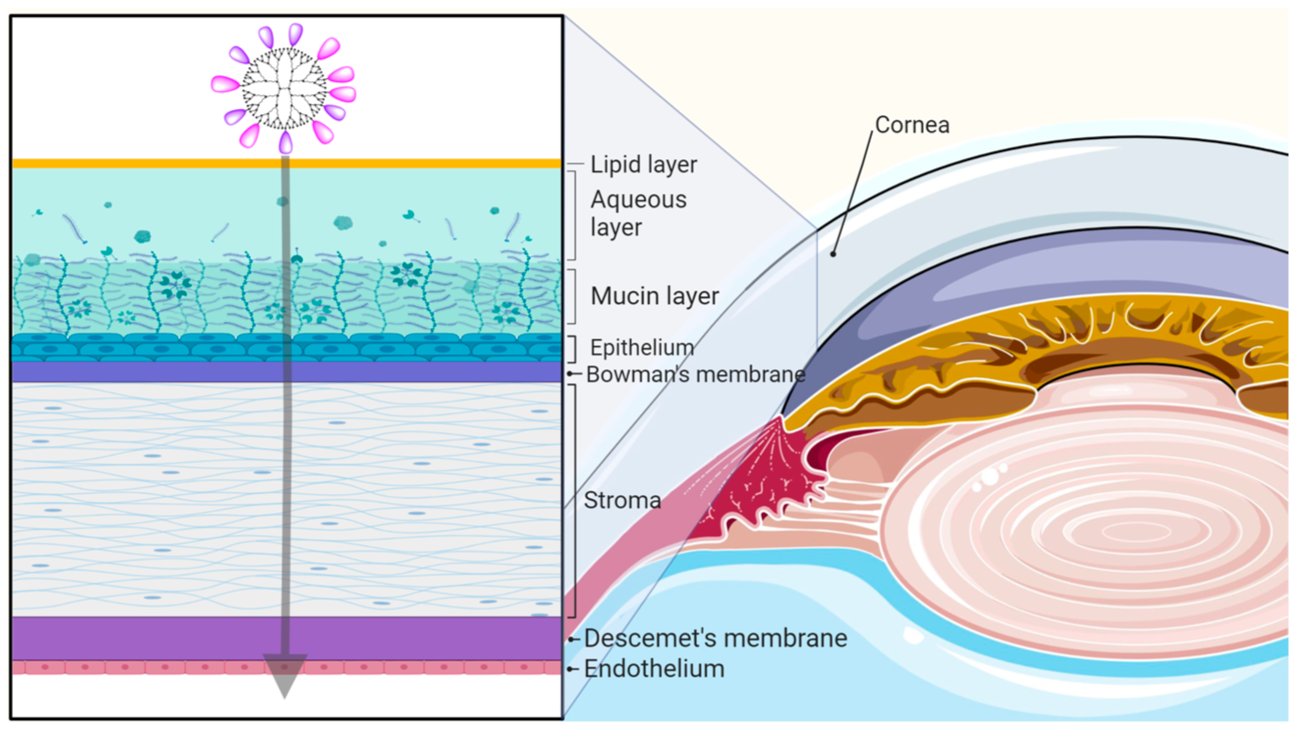 Pharmaceutics 15 01591 g002