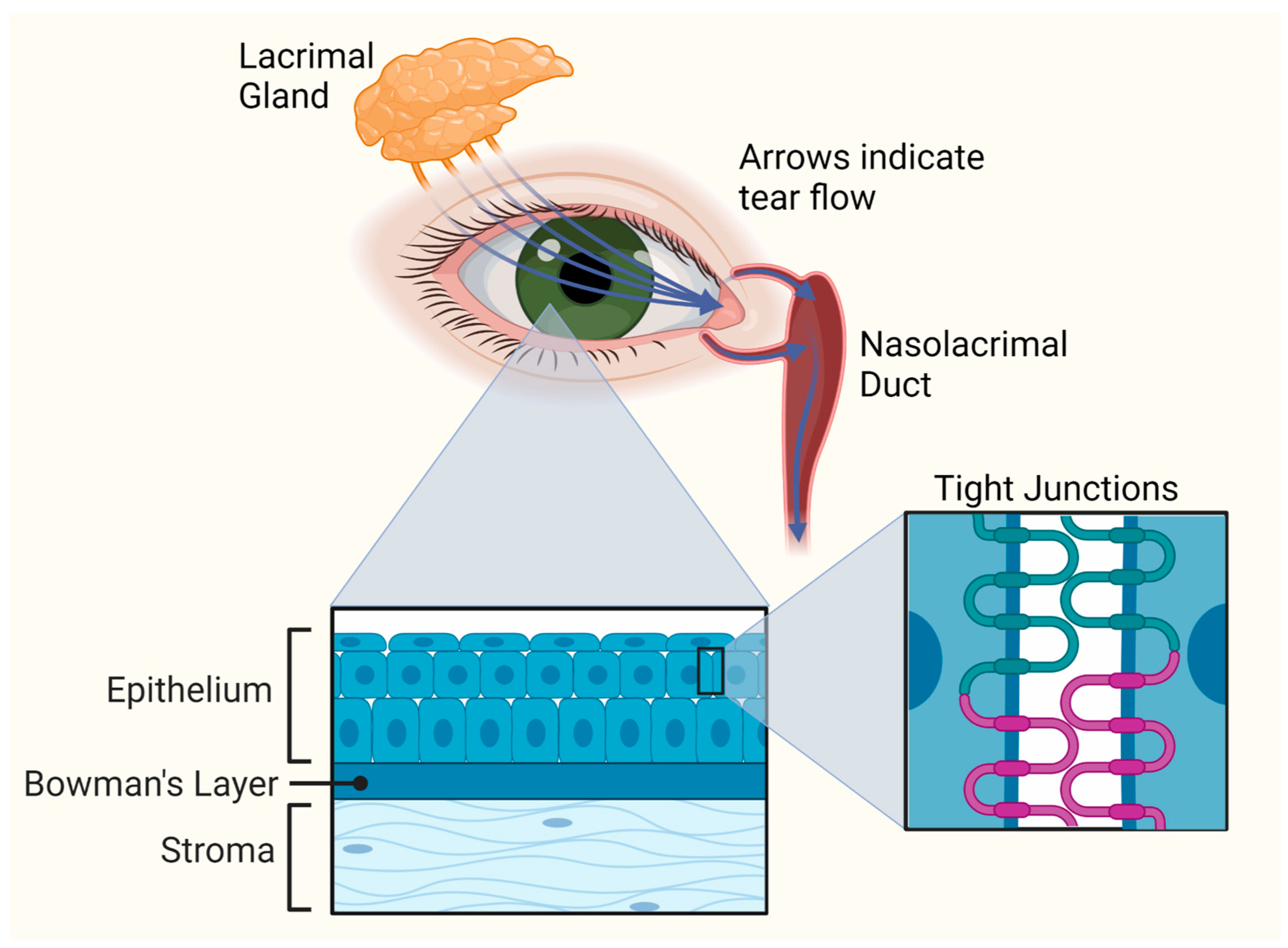 Pharmaceutics 15 01591 g003
