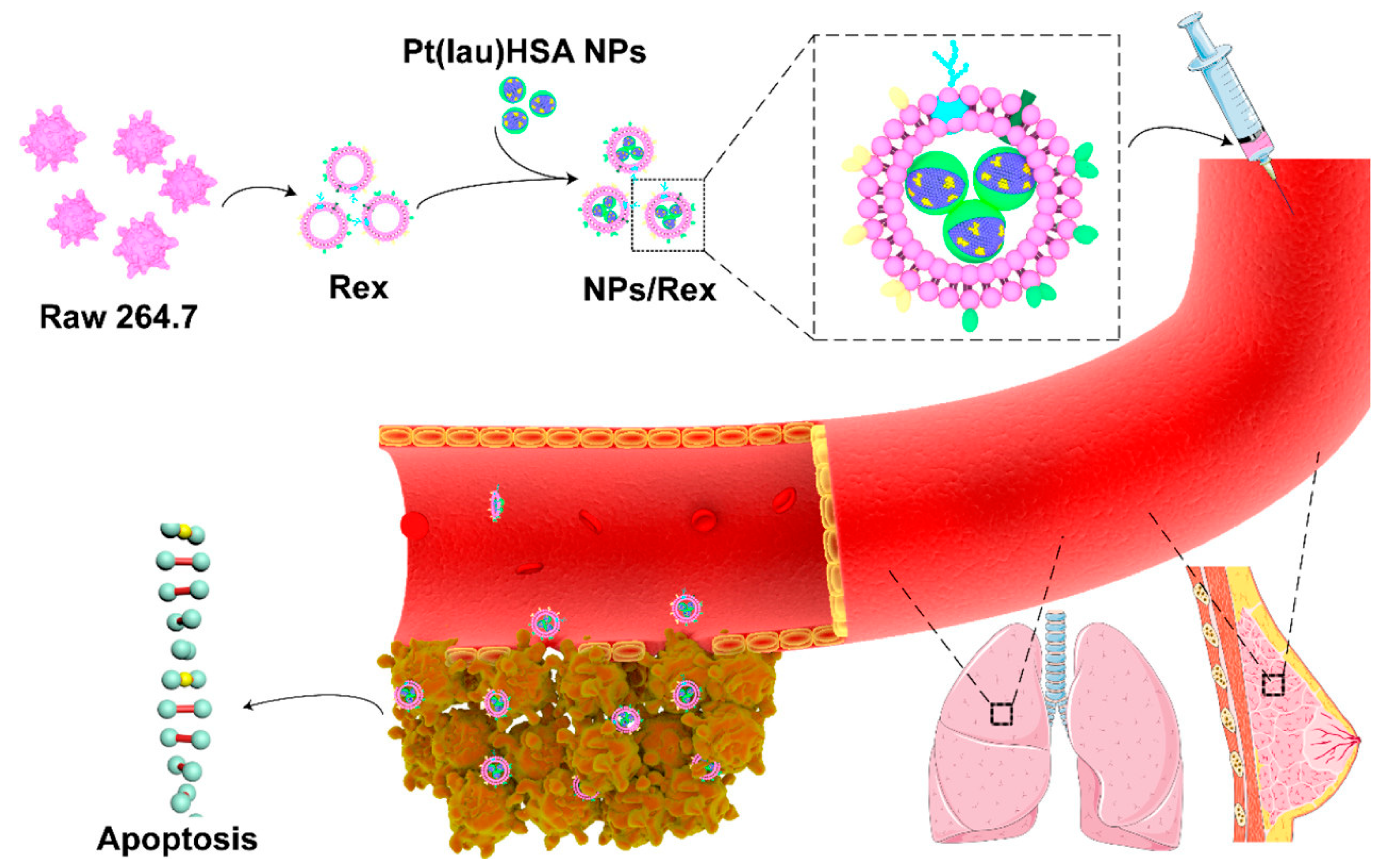Pharmaceutics 15 01610 g003 Pharmaceutics 15 01610 g003