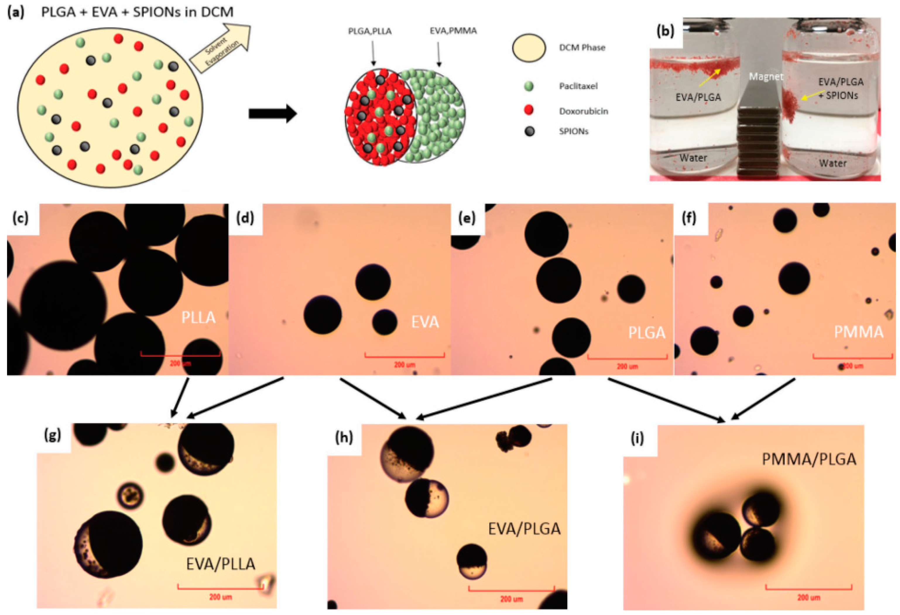 Pharmaceutics 15 01614 g002