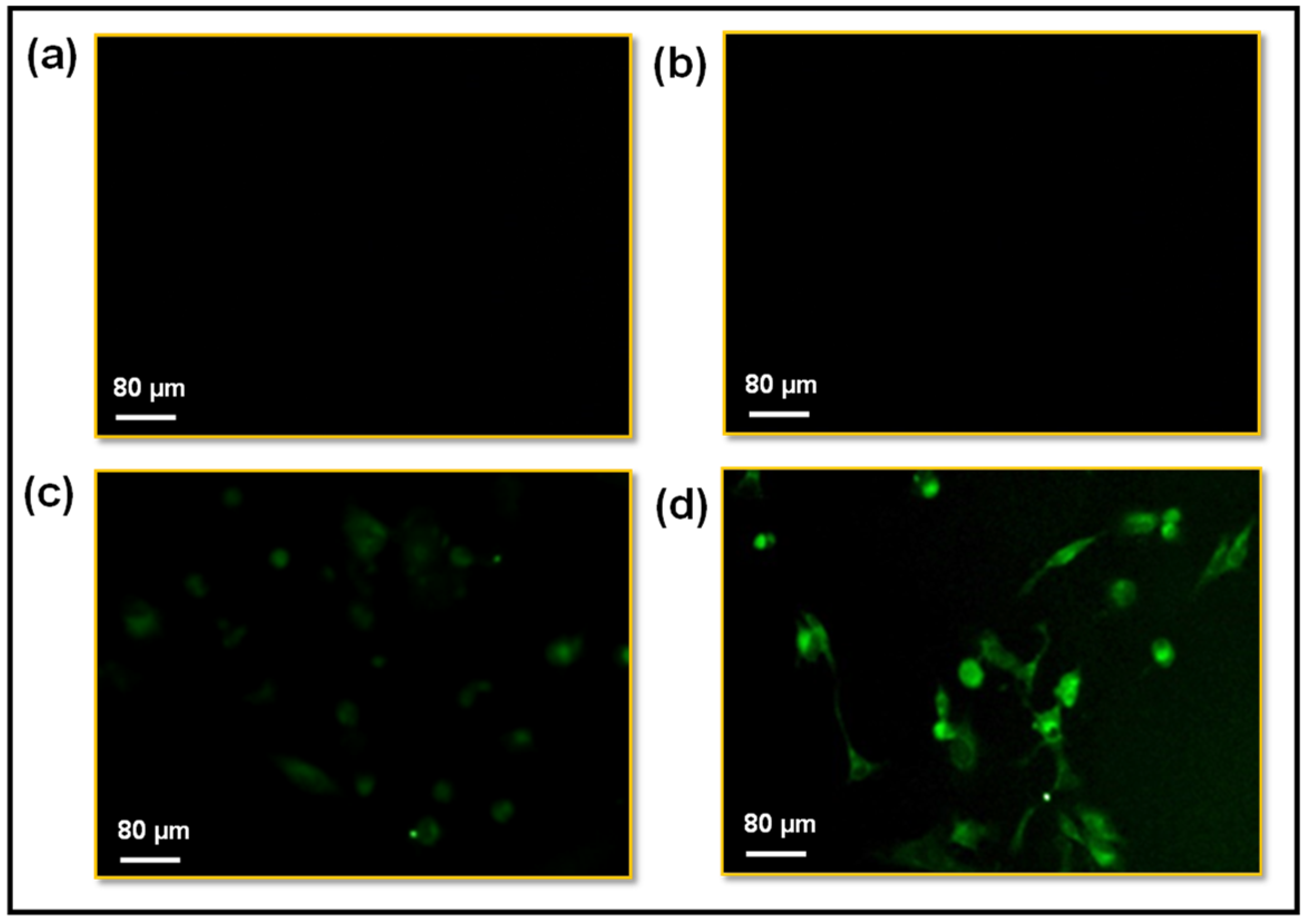 Pharmaceutics 15 01631 g008