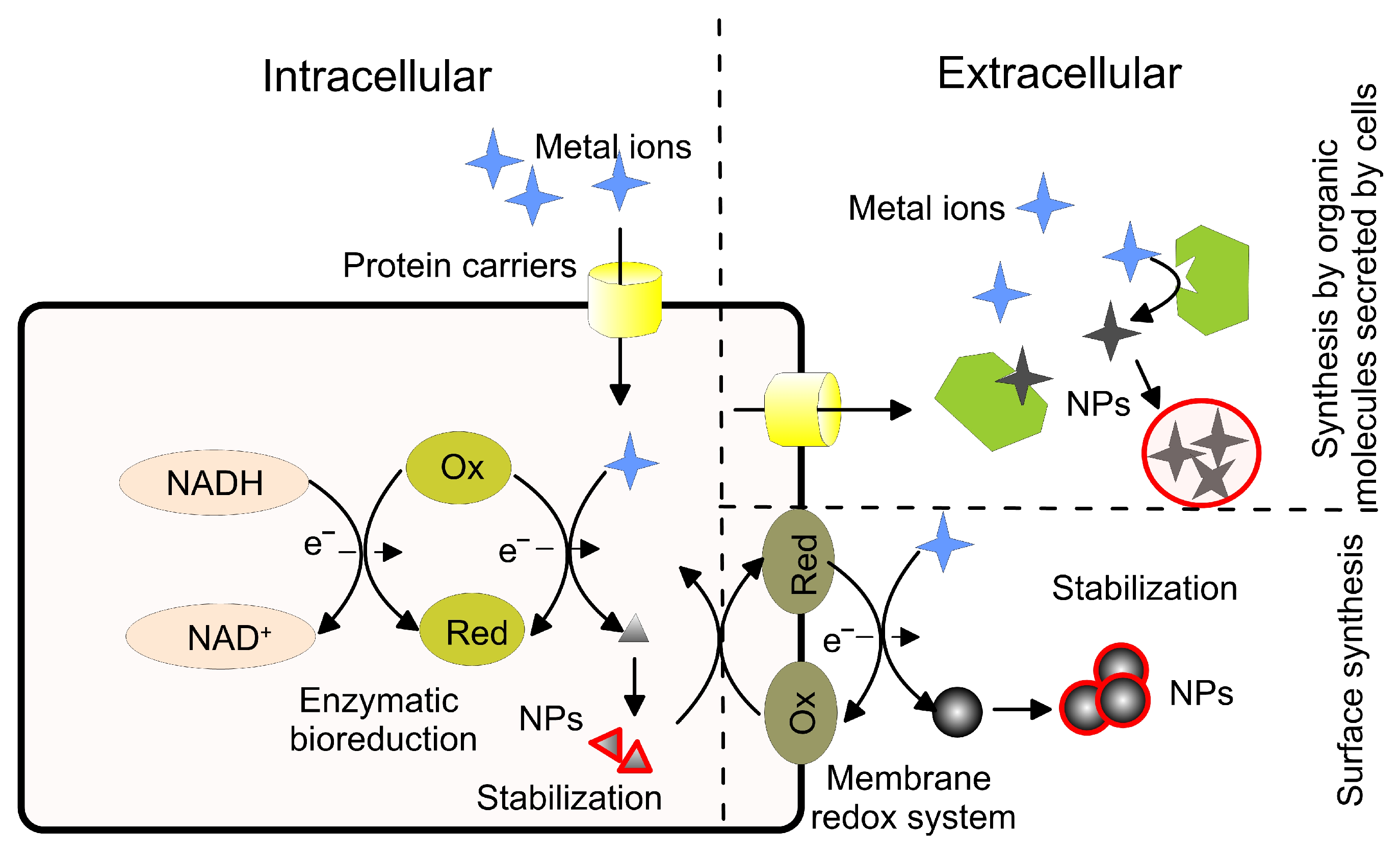 Pharmaceutics 15 01650 g004