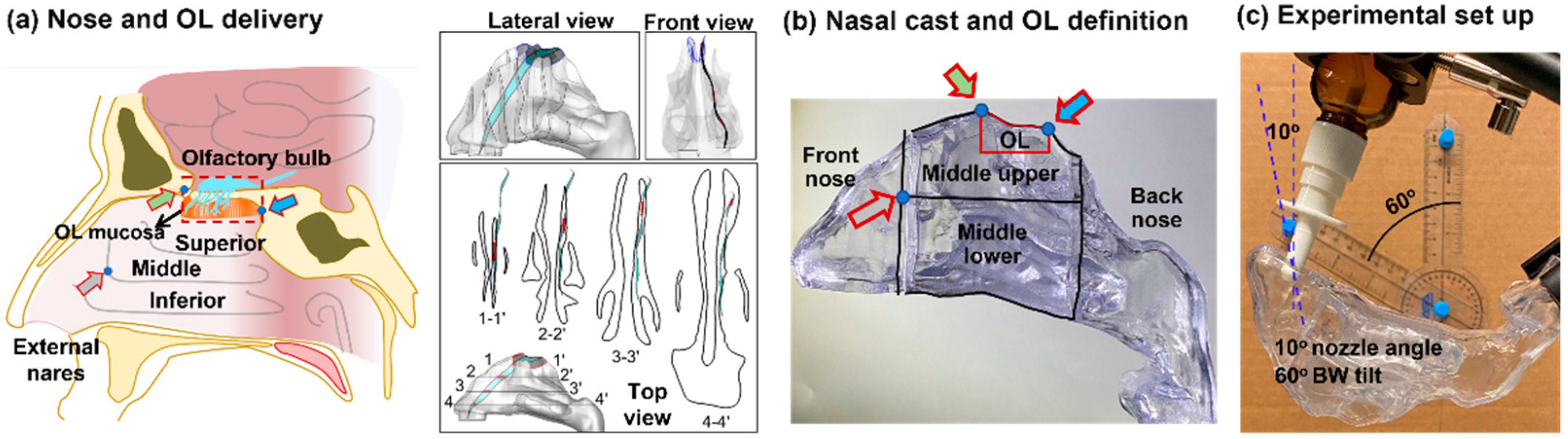 Pharmaceutics 15 01657 g001