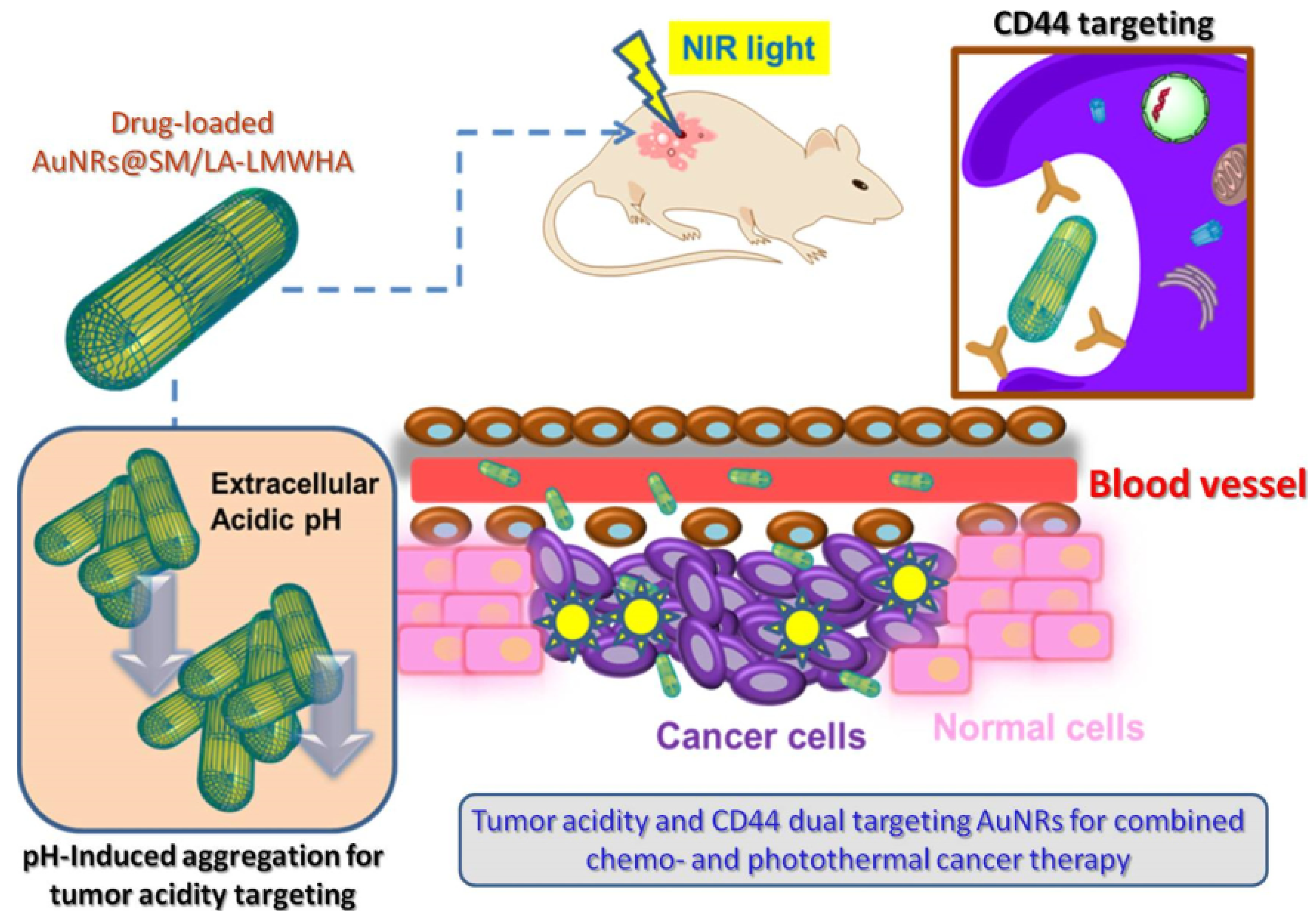 Pharmaceutics 15 01713 g006
