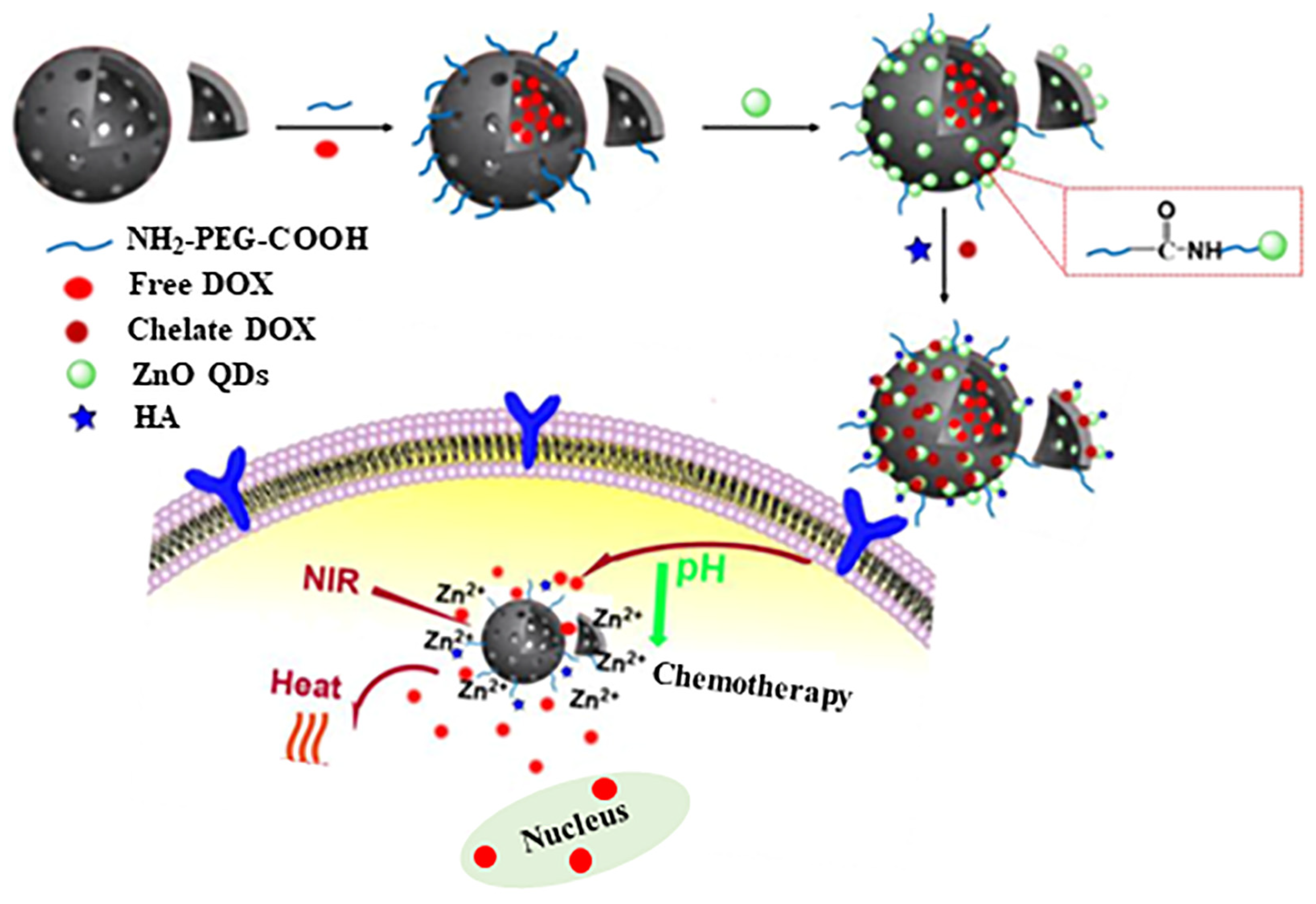 Pharmaceutics 15 01713 g011