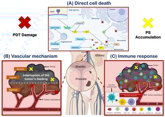 Pharmaceutics 15 01767 g001