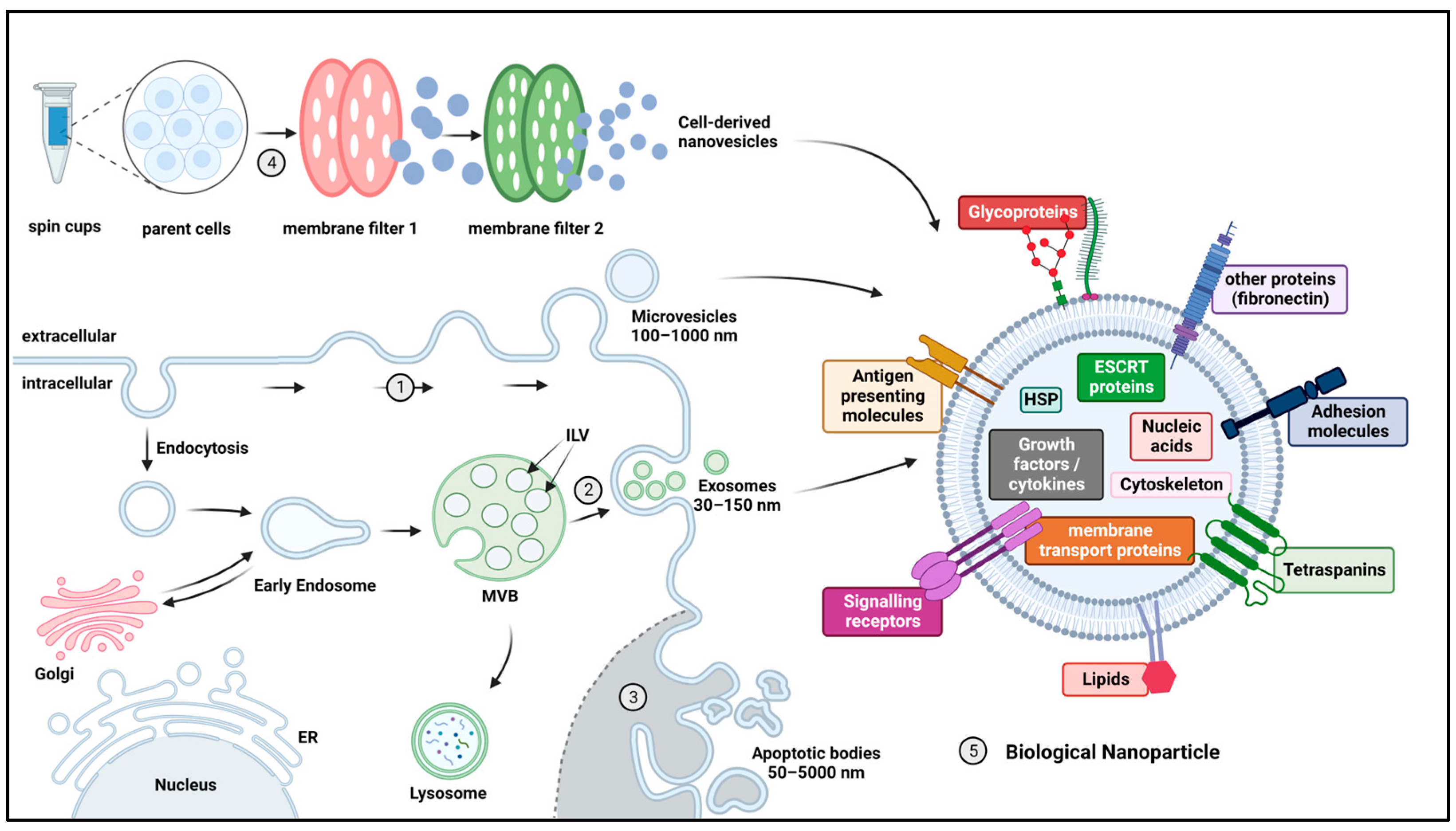 Pharmaceutics 15 01804 g002