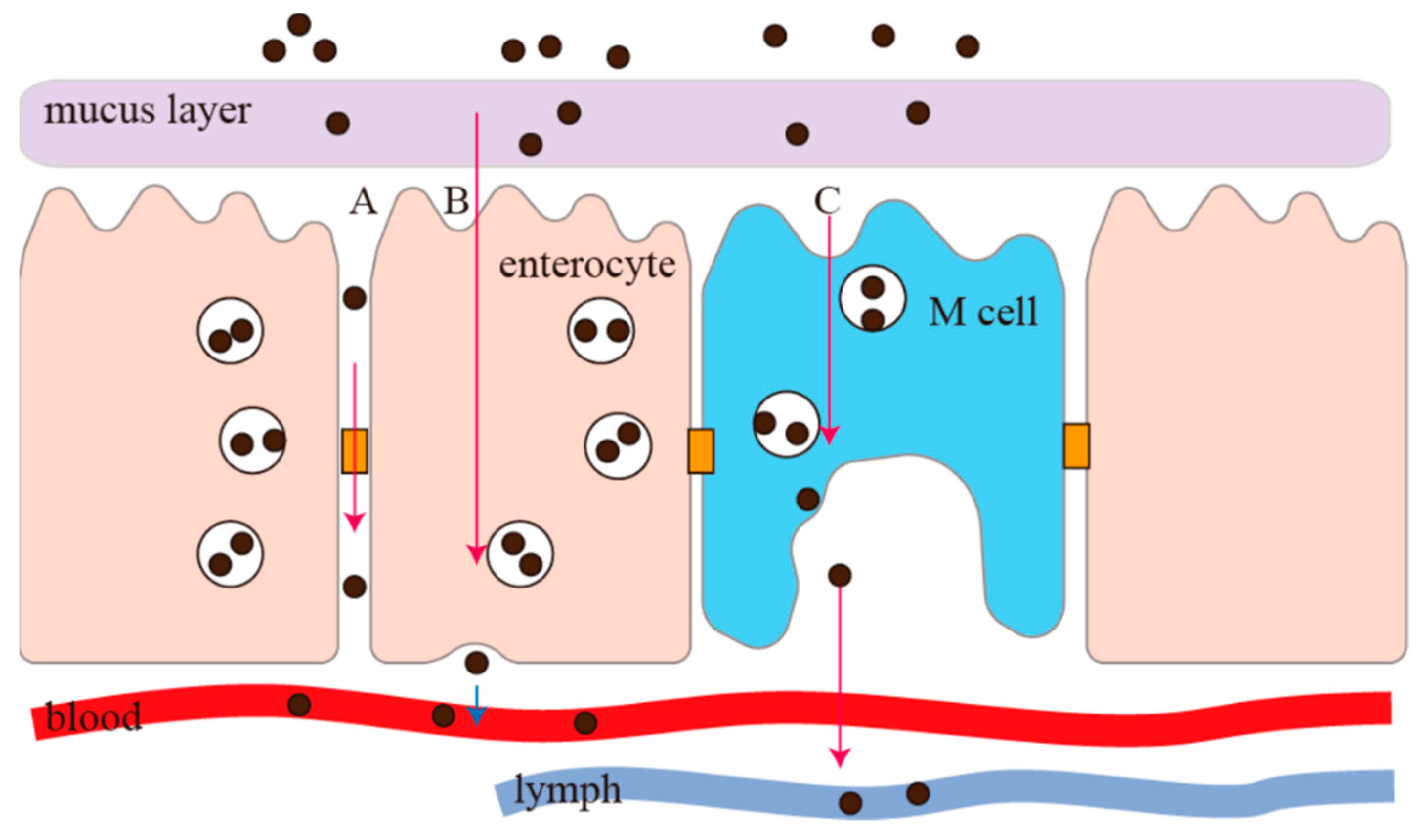 Pharmaceutics 15 01816 g002