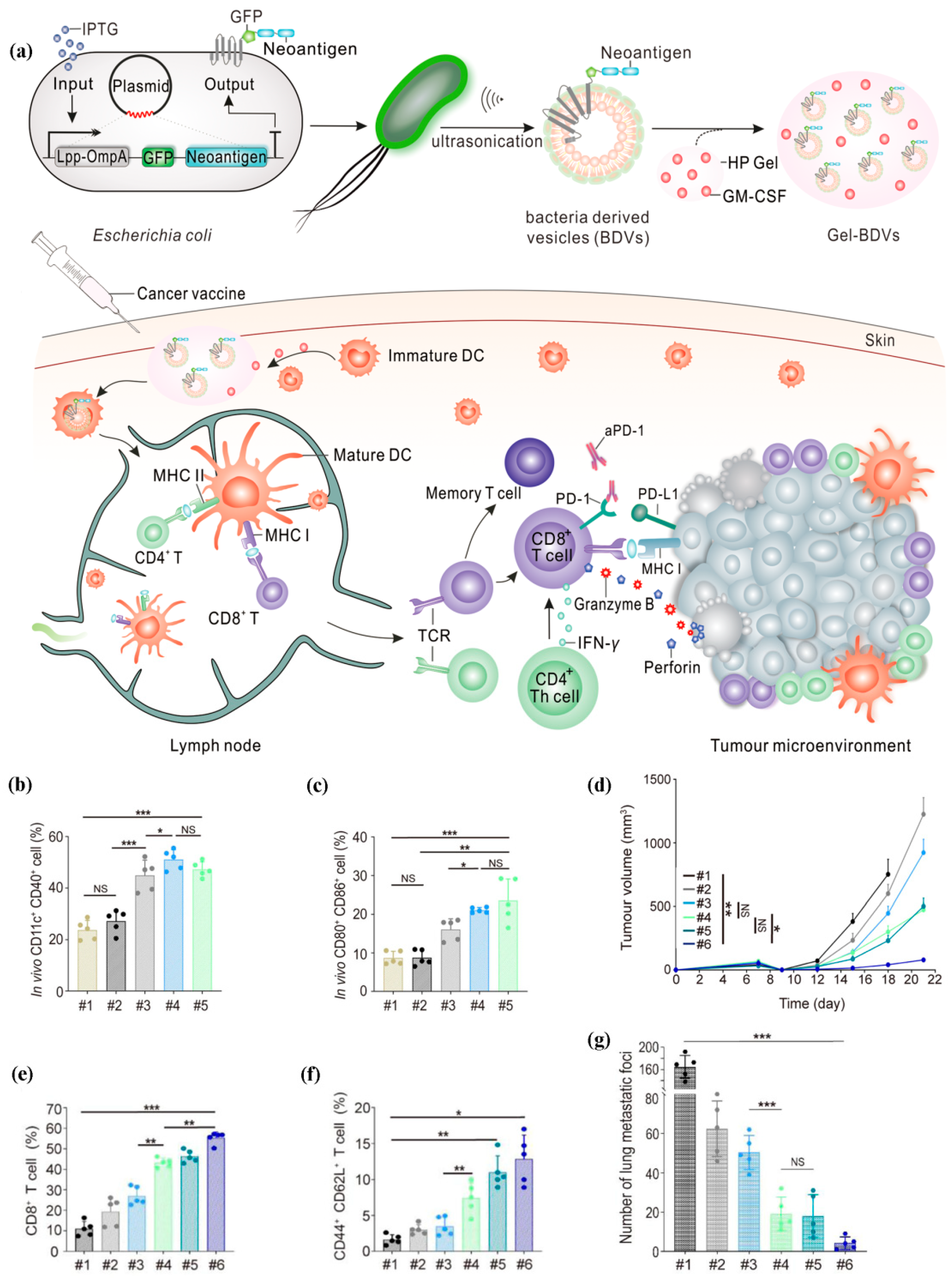 Pharmaceutics 15 01821 g004