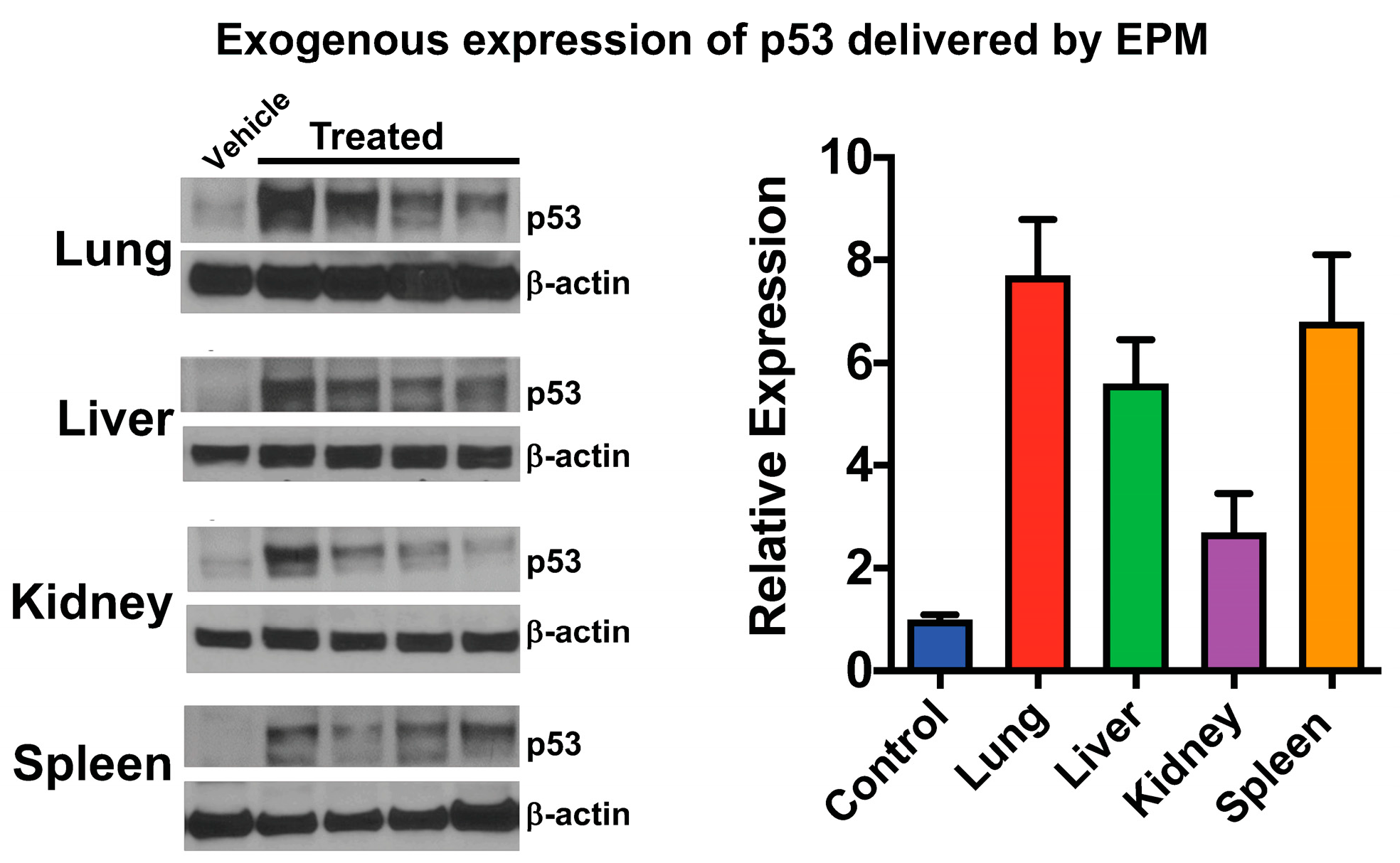 Pharmaceutics 15 01832 g004