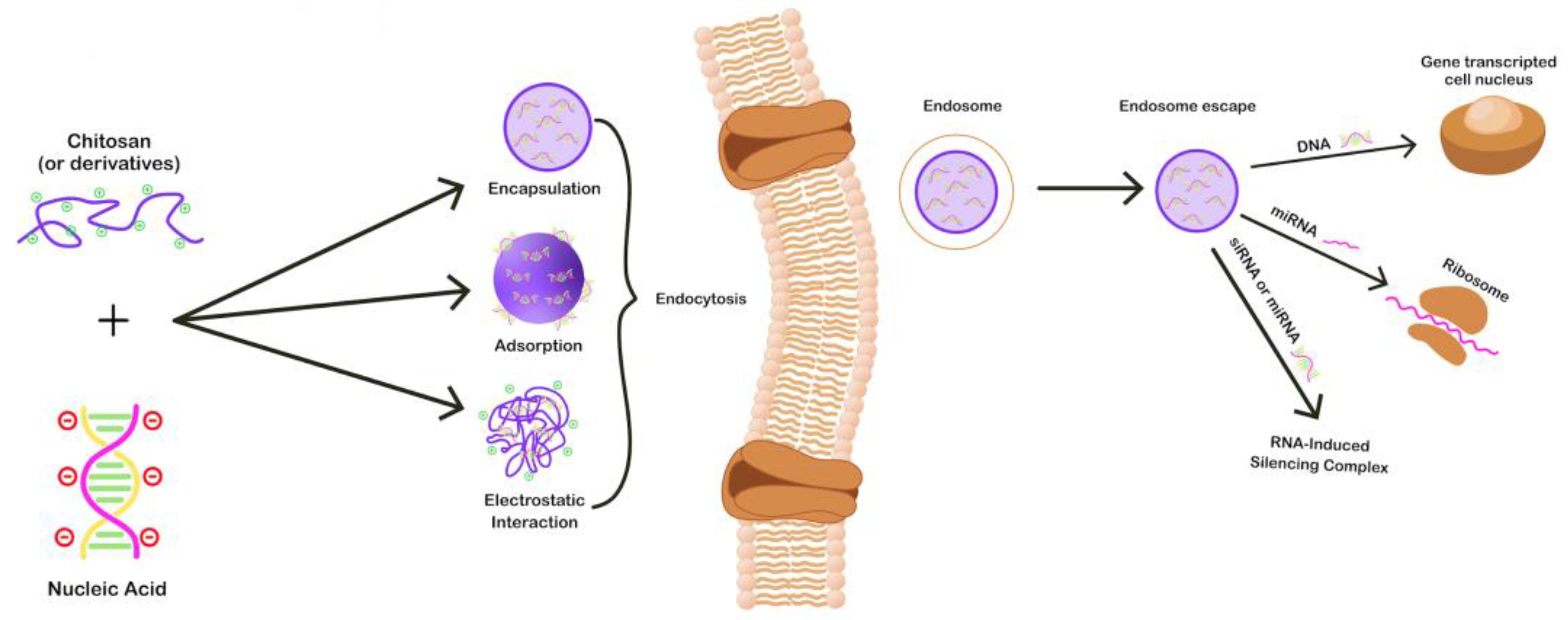 Pharmaceutics 15 01849 g004 Pharmaceutics 15 01849 g004