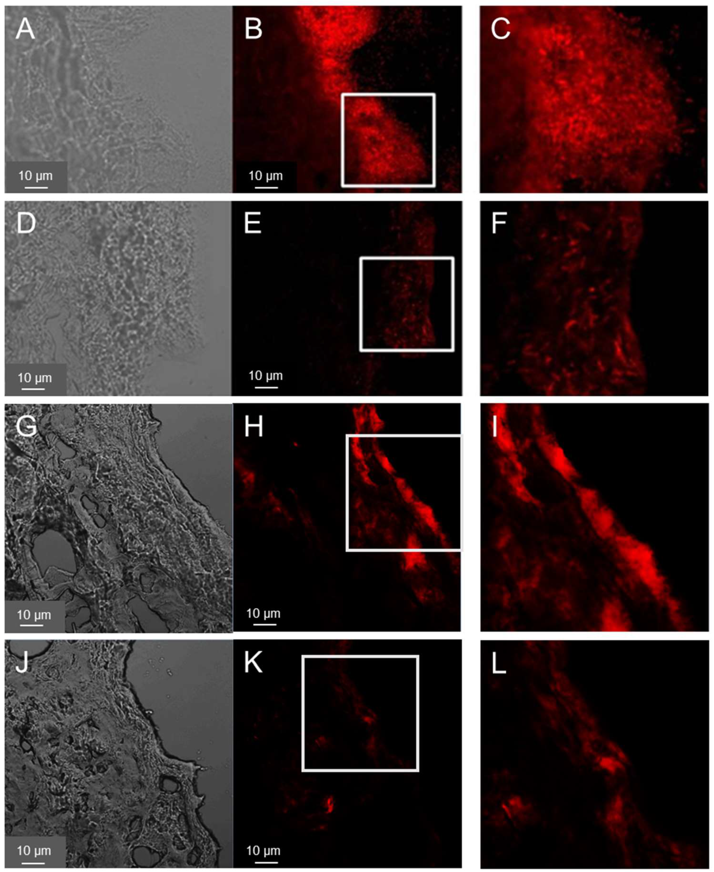 Pharmaceutics 15 01876 g002