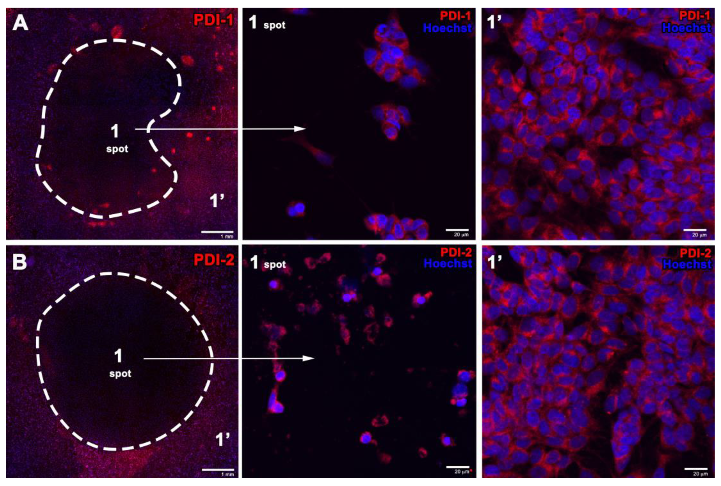 Pharmaceutics 15 01892 g007