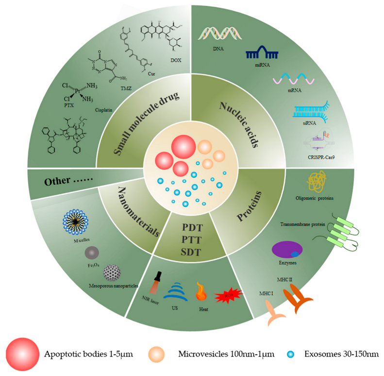Pharmaceutics 15 01902 g001