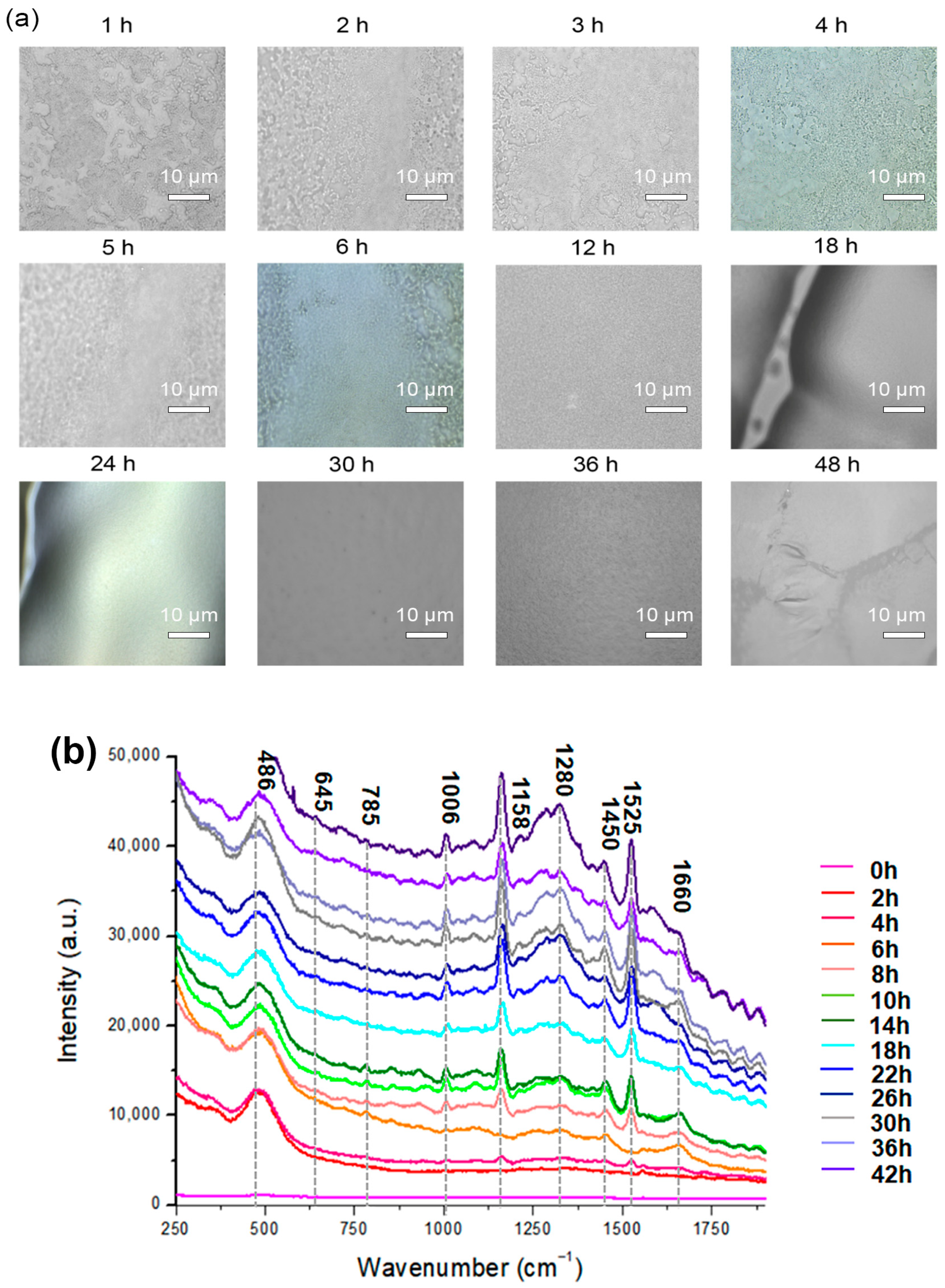 Pharmaceutics 15 01937 g002