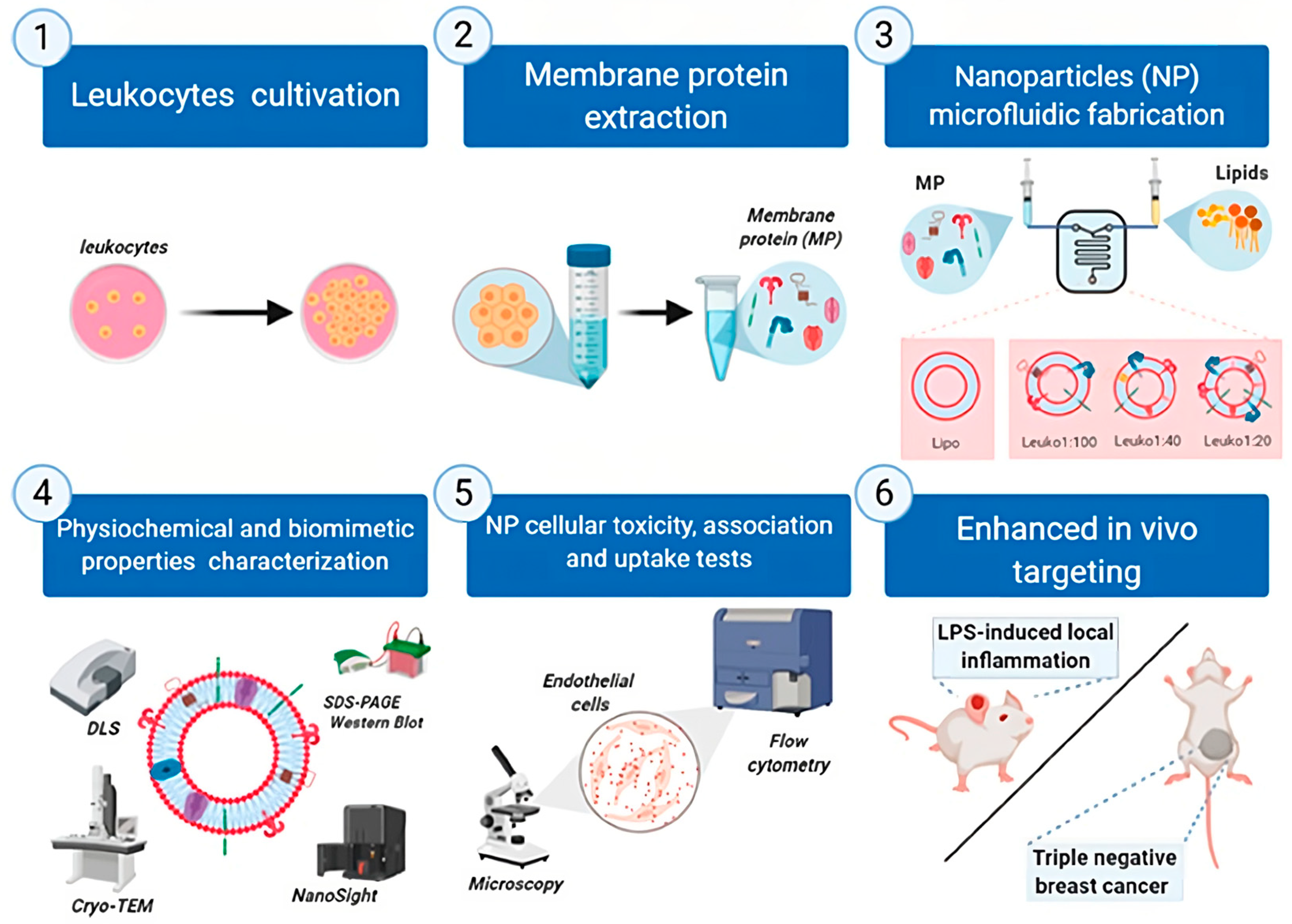 Pharmaceutics 15 01953 g006