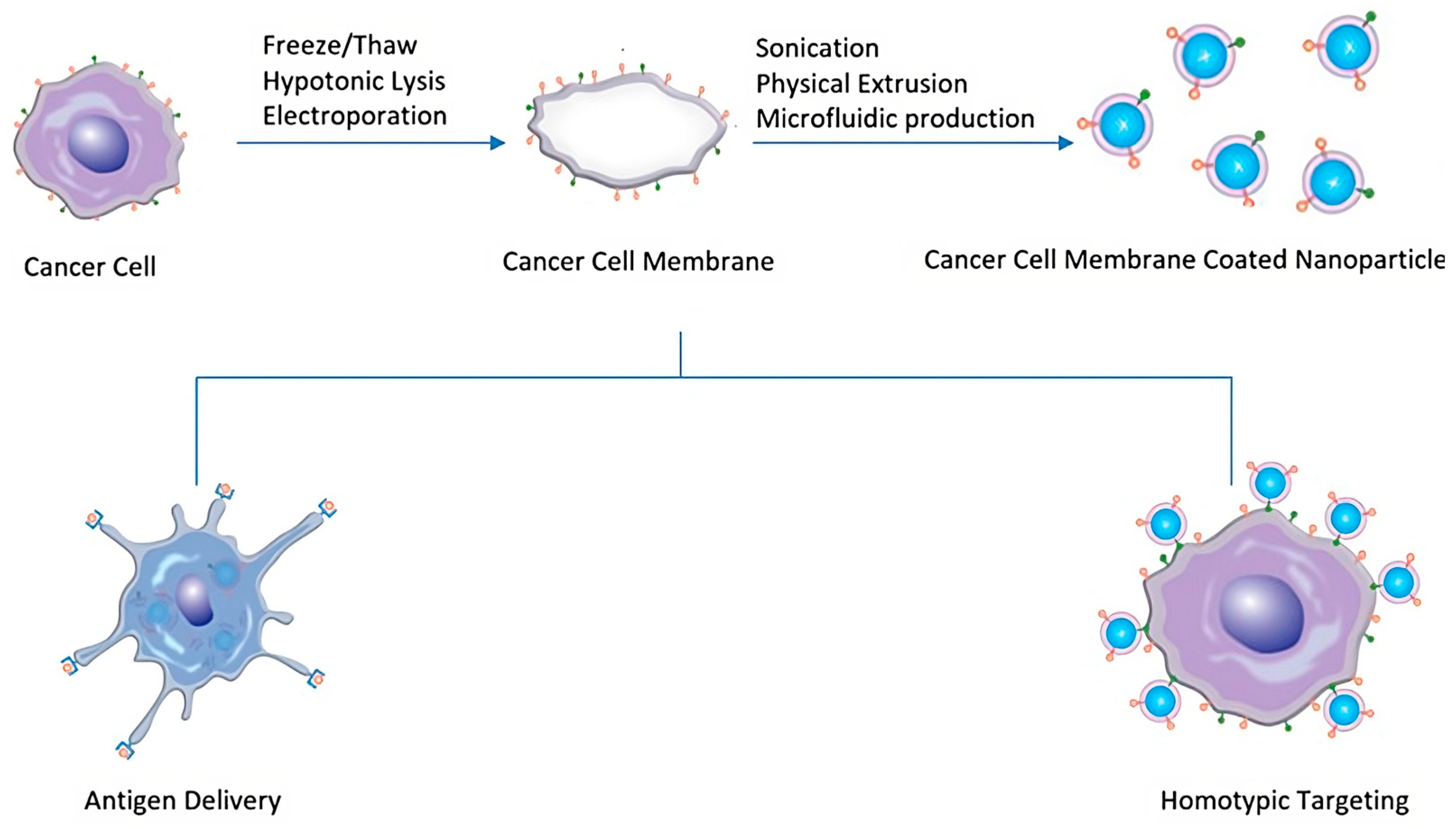 Pharmaceutics 15 01953 g007