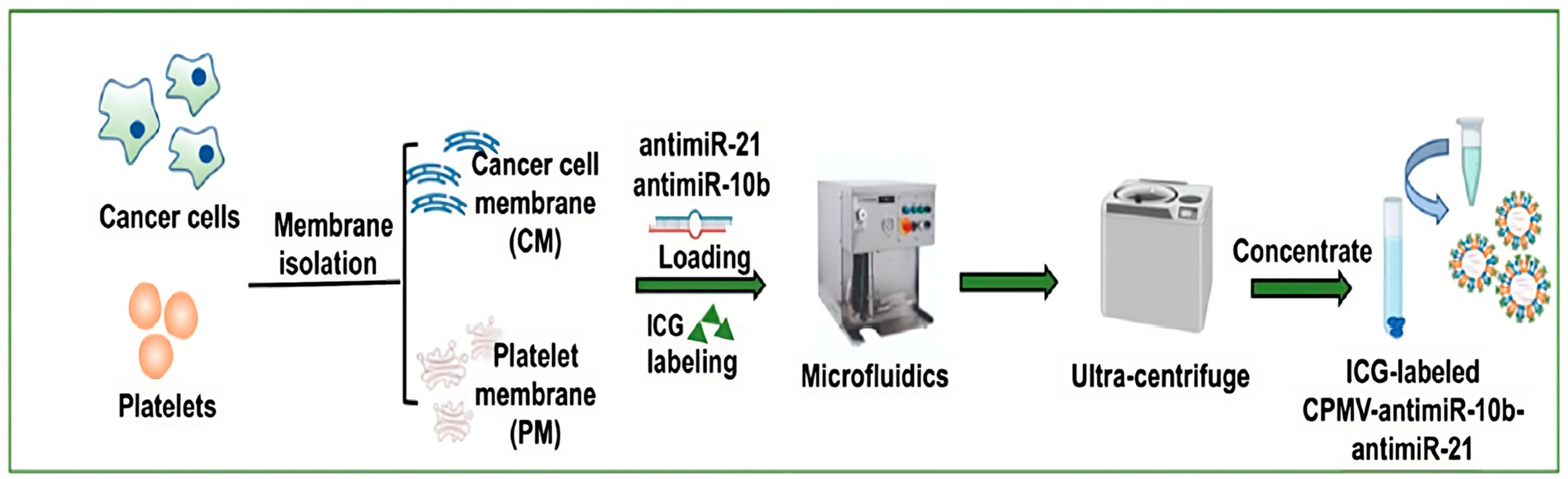 Pharmaceutics 15 01953 g008