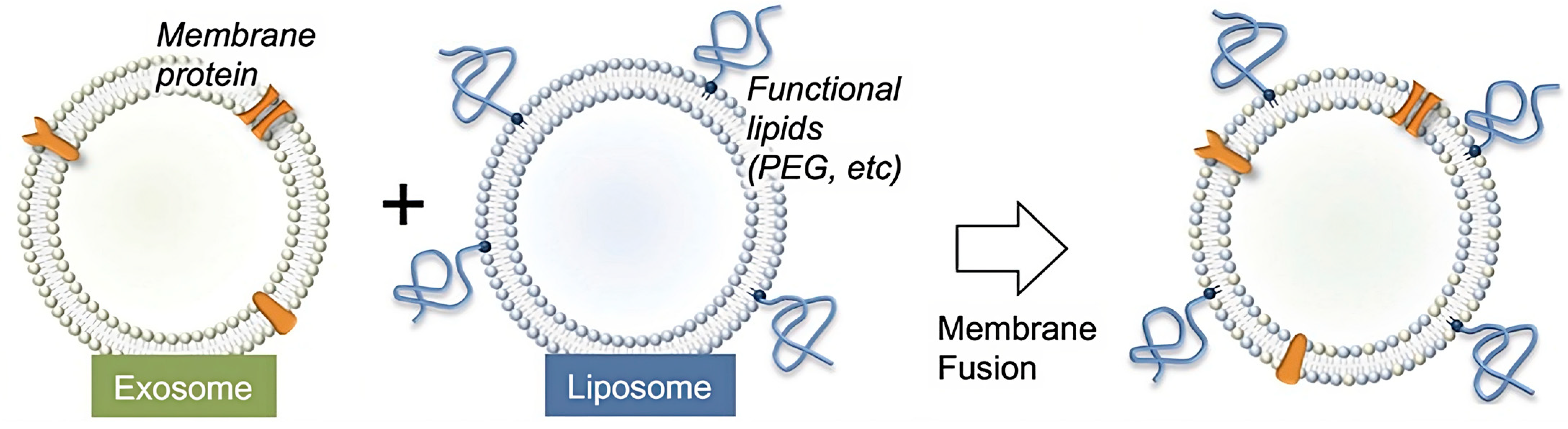 Pharmaceutics 15 01953 g010