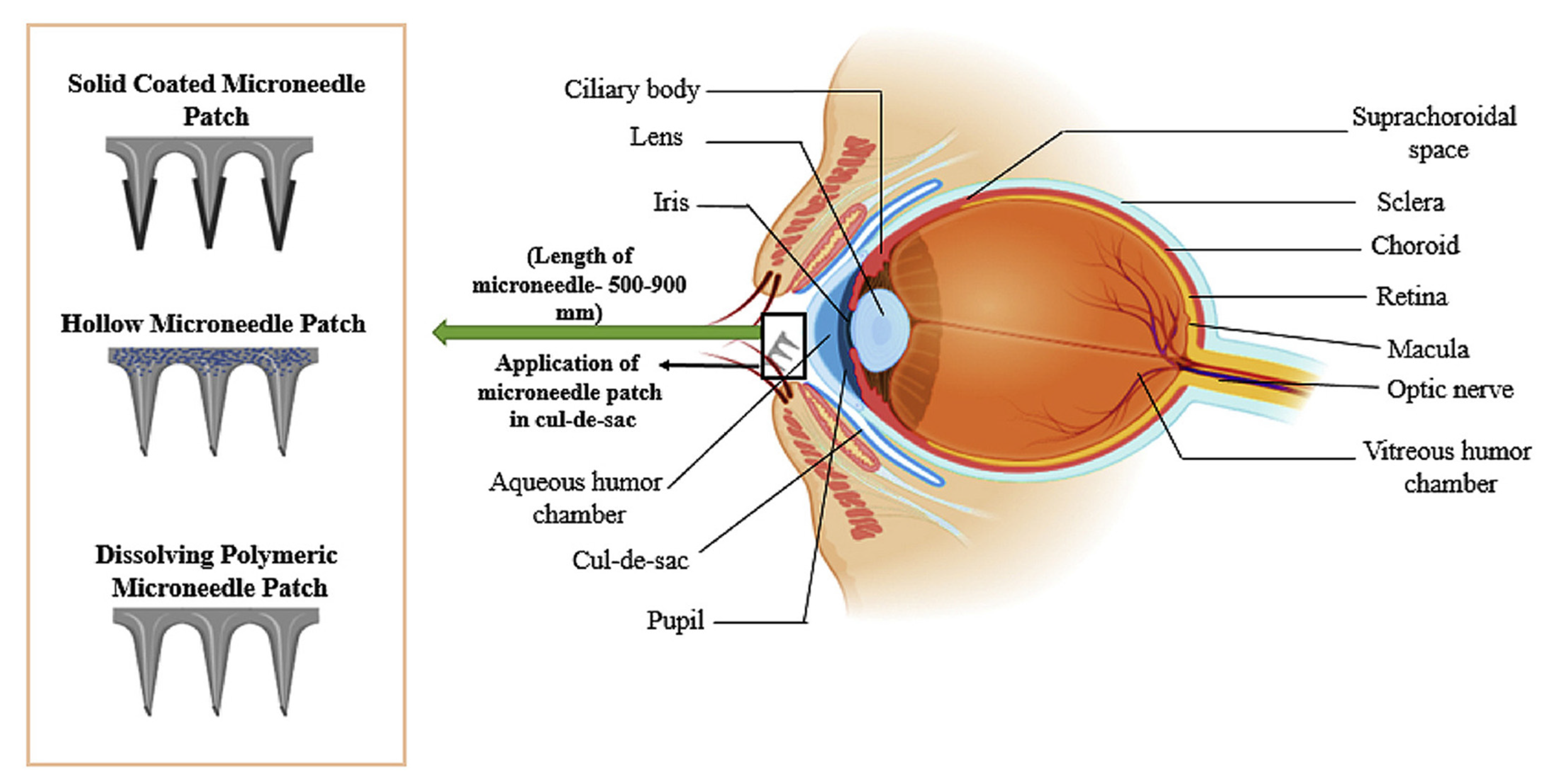 Pharmaceutics 15 01959 g006