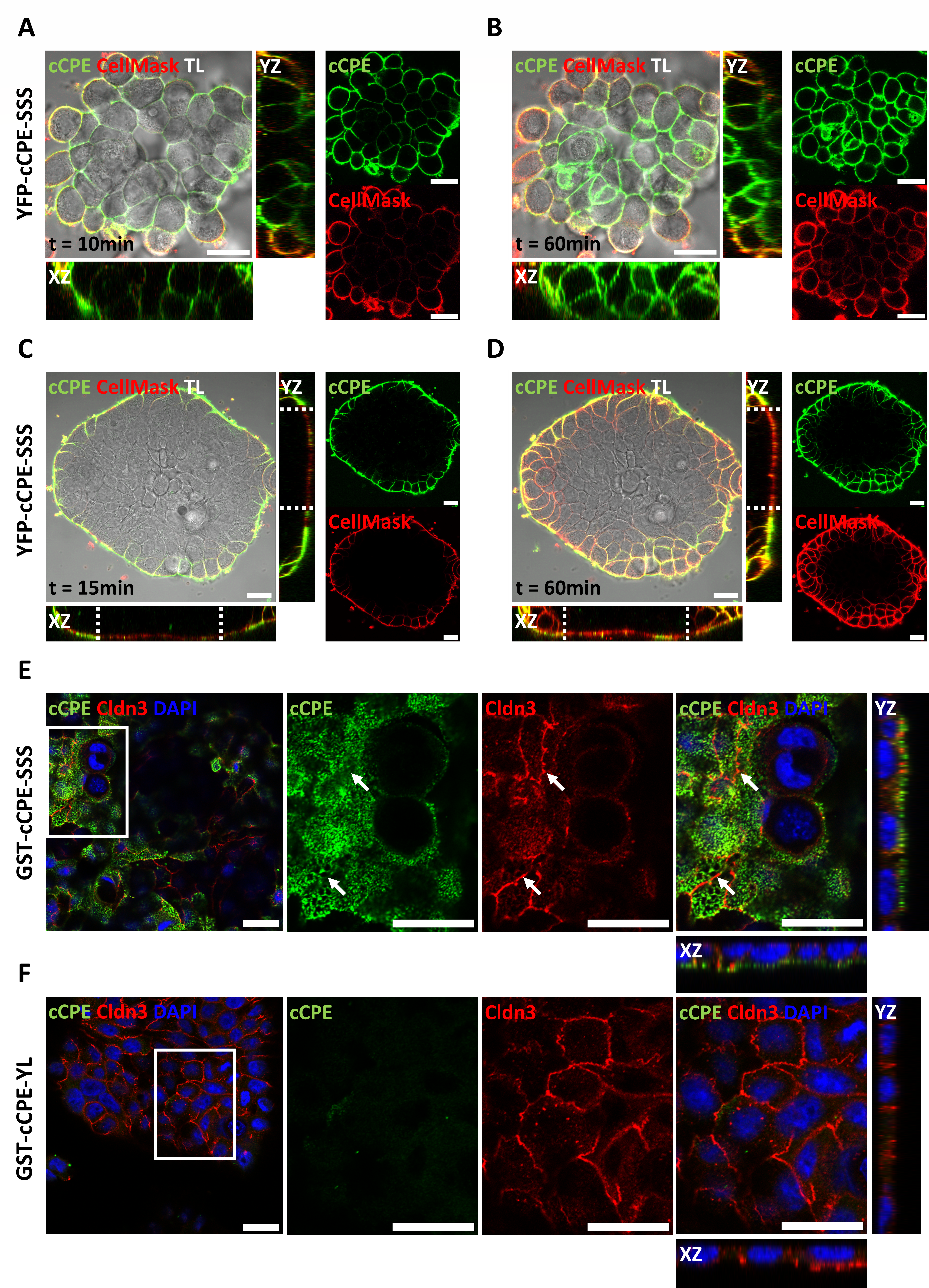 Pharmaceutics 15 01980 g002