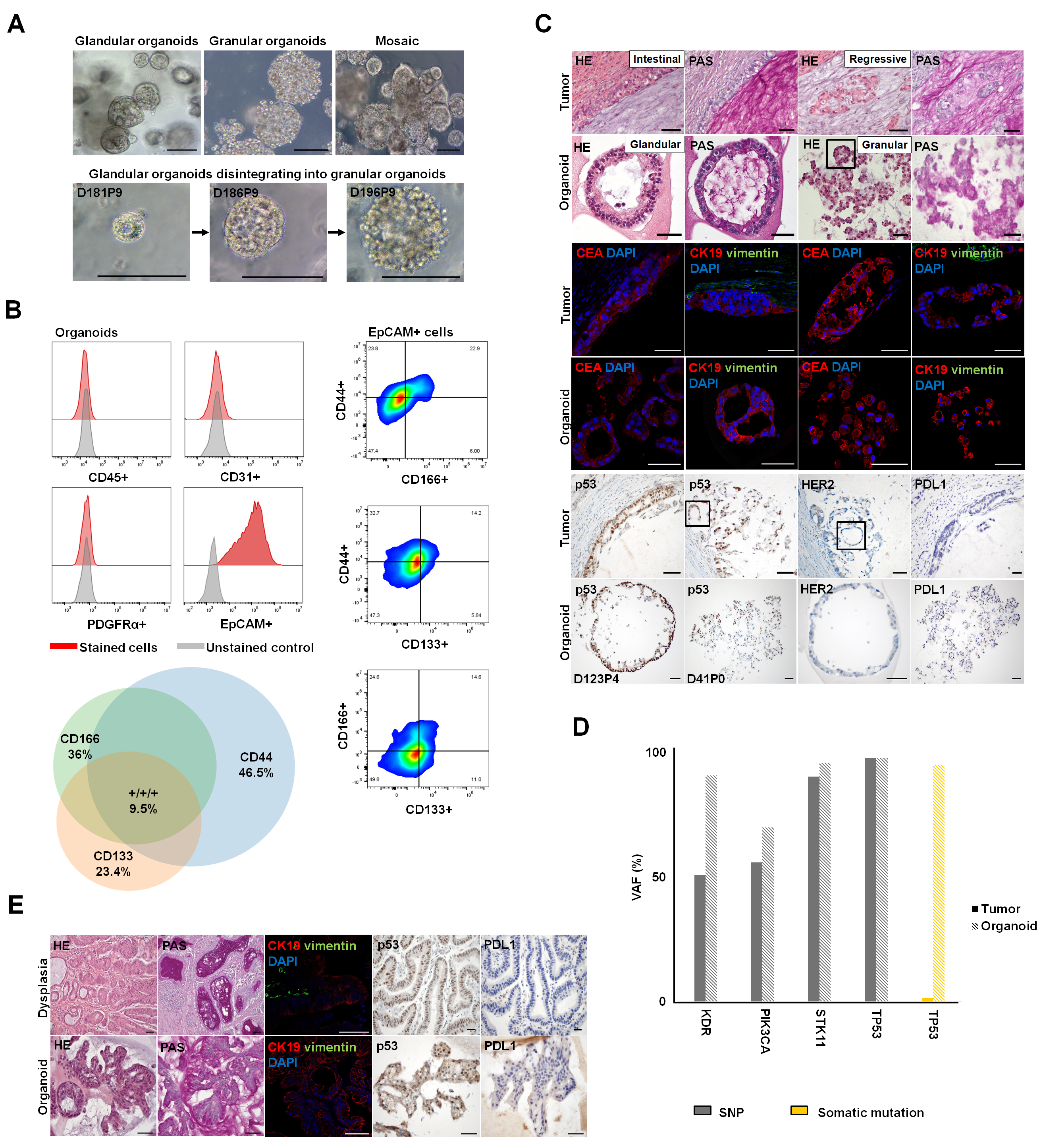 Pharmaceutics 15 01980 g004