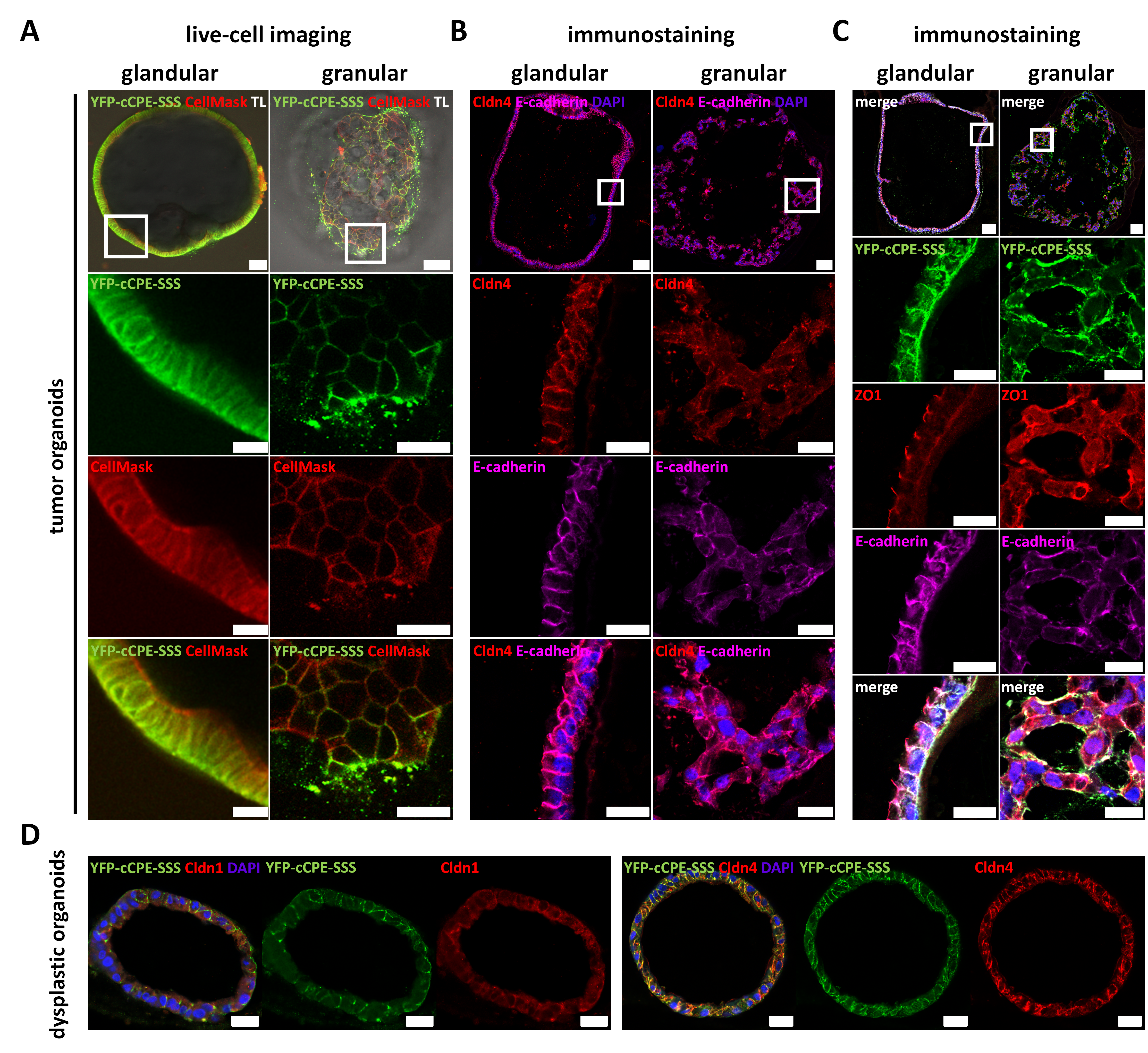 Pharmaceutics 15 01980 g006