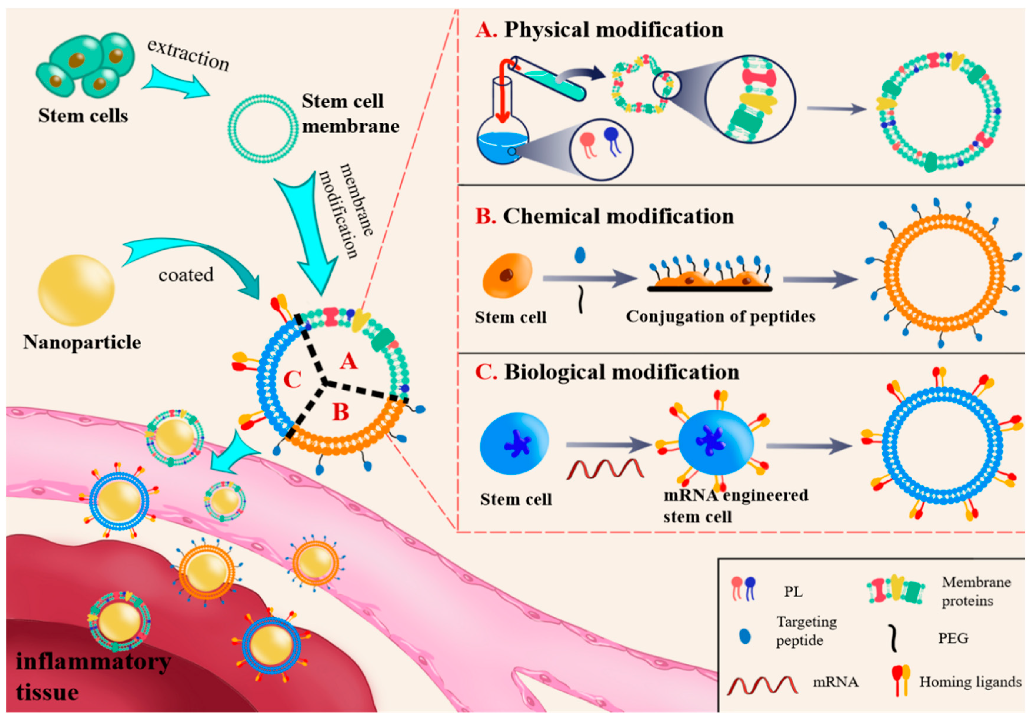 Pharmaceutics 15 02011 g001 Pharmaceutics 15 02011 g001