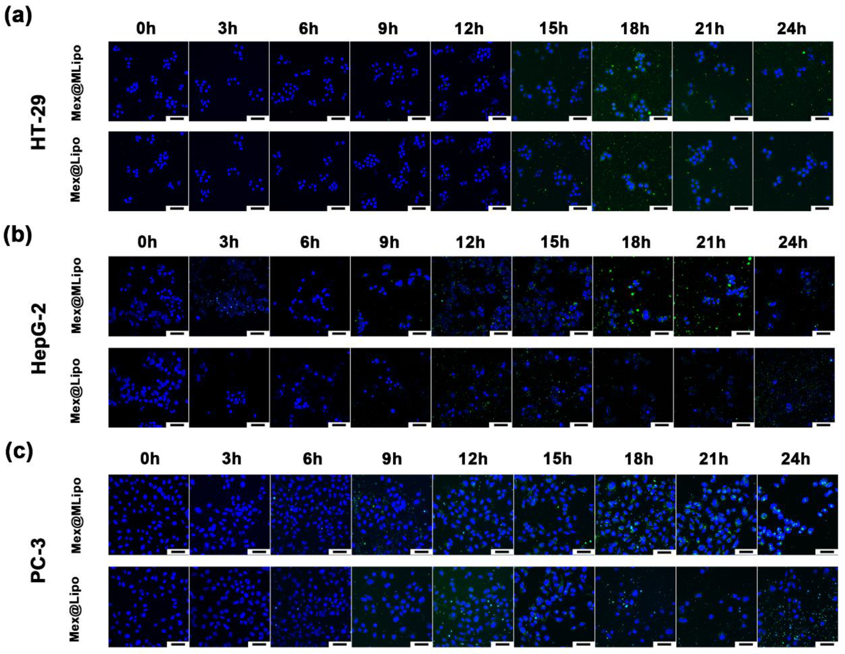 Pharmaceutics 15 02012 g004