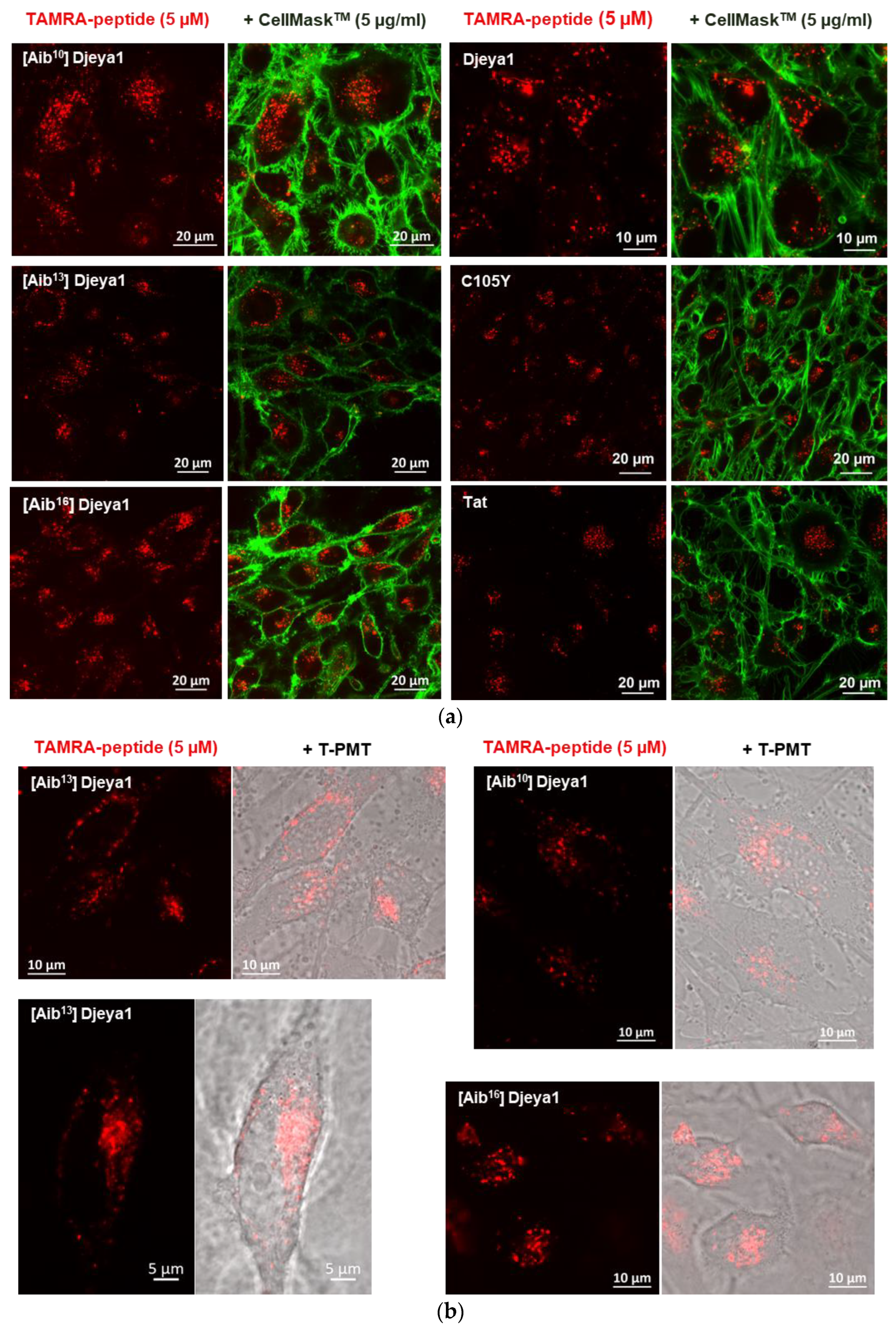 Pharmaceutics 15 02018 g003 Pharmaceutics 15 02018 g003