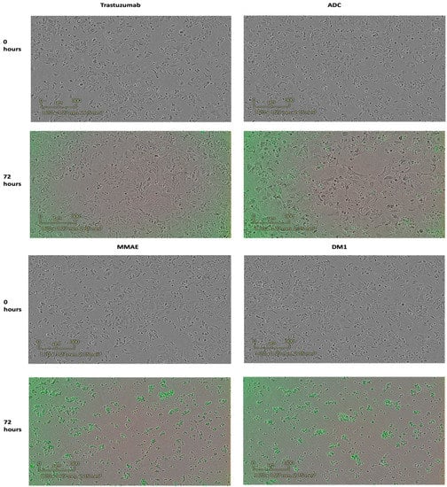 Pharmaceutics 15 02020 g005