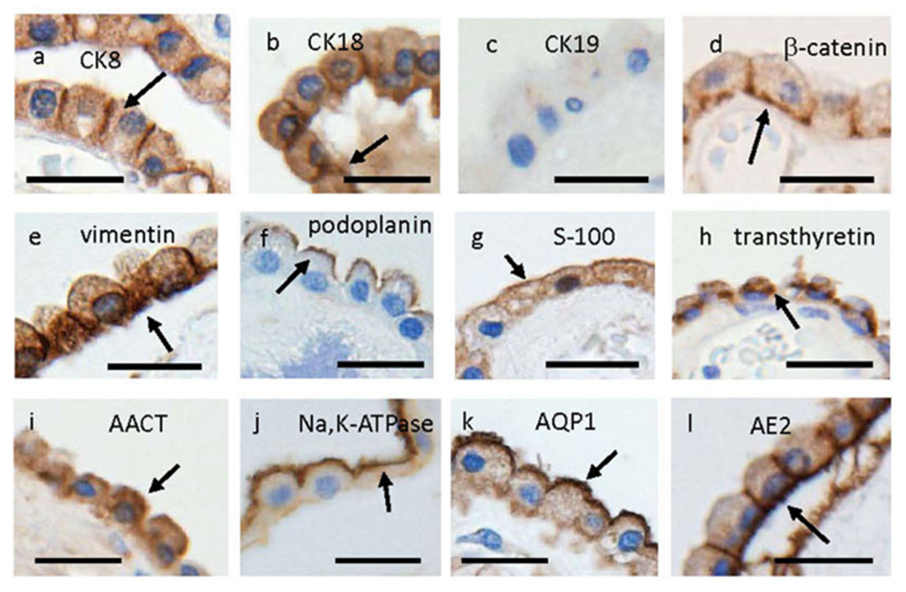 Pharmaceutics 15 02062 g001