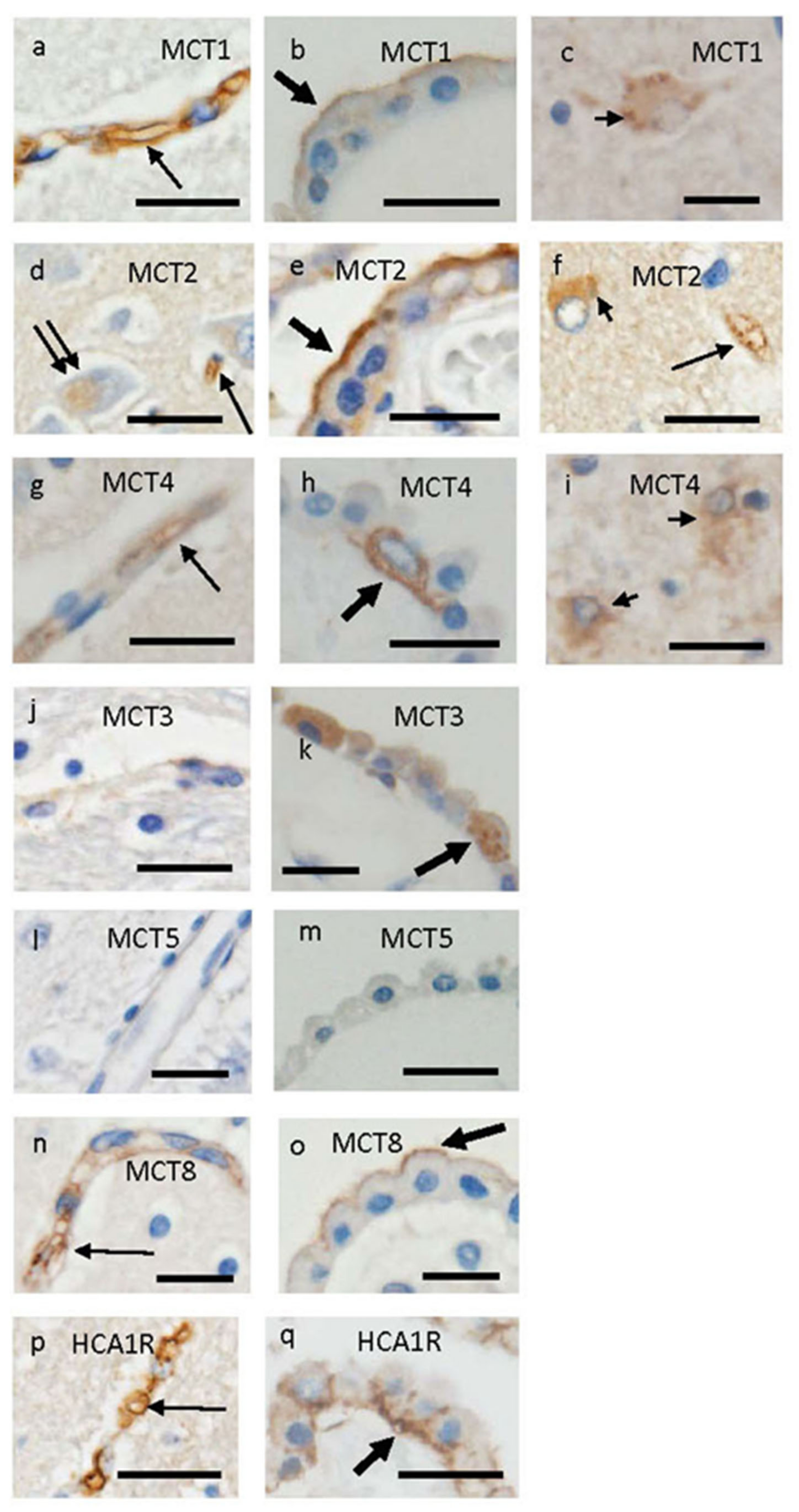 Pharmaceutics 15 02062 g002
