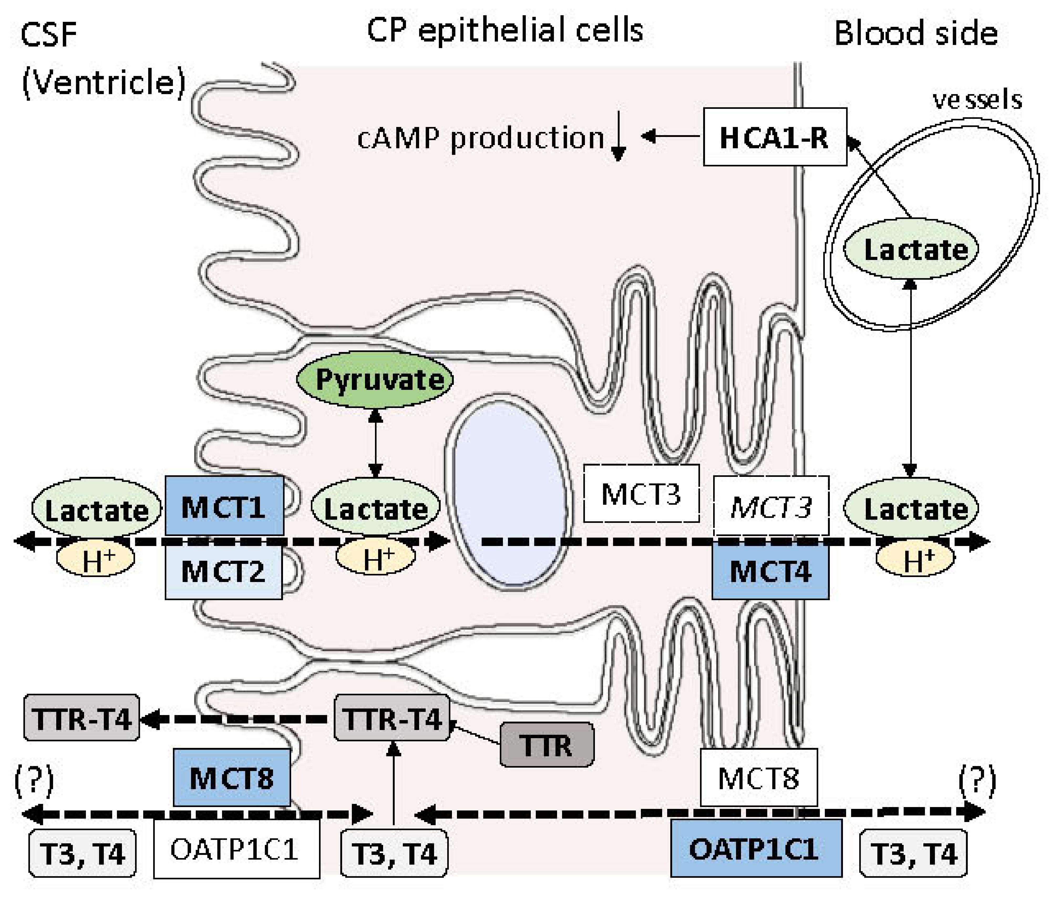 Pharmaceutics 15 02062 g003