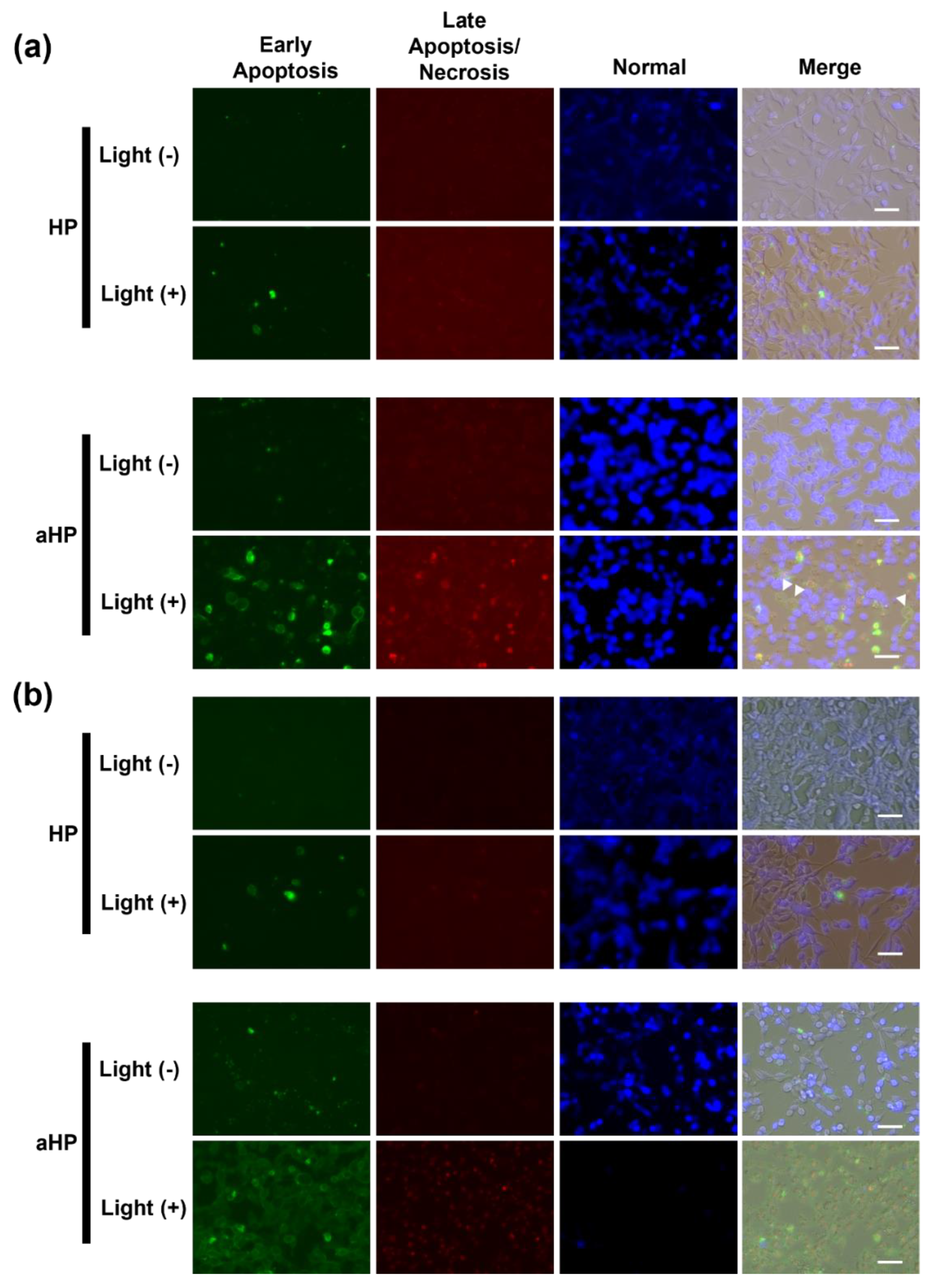 Pharmaceutics 15 02076 g005