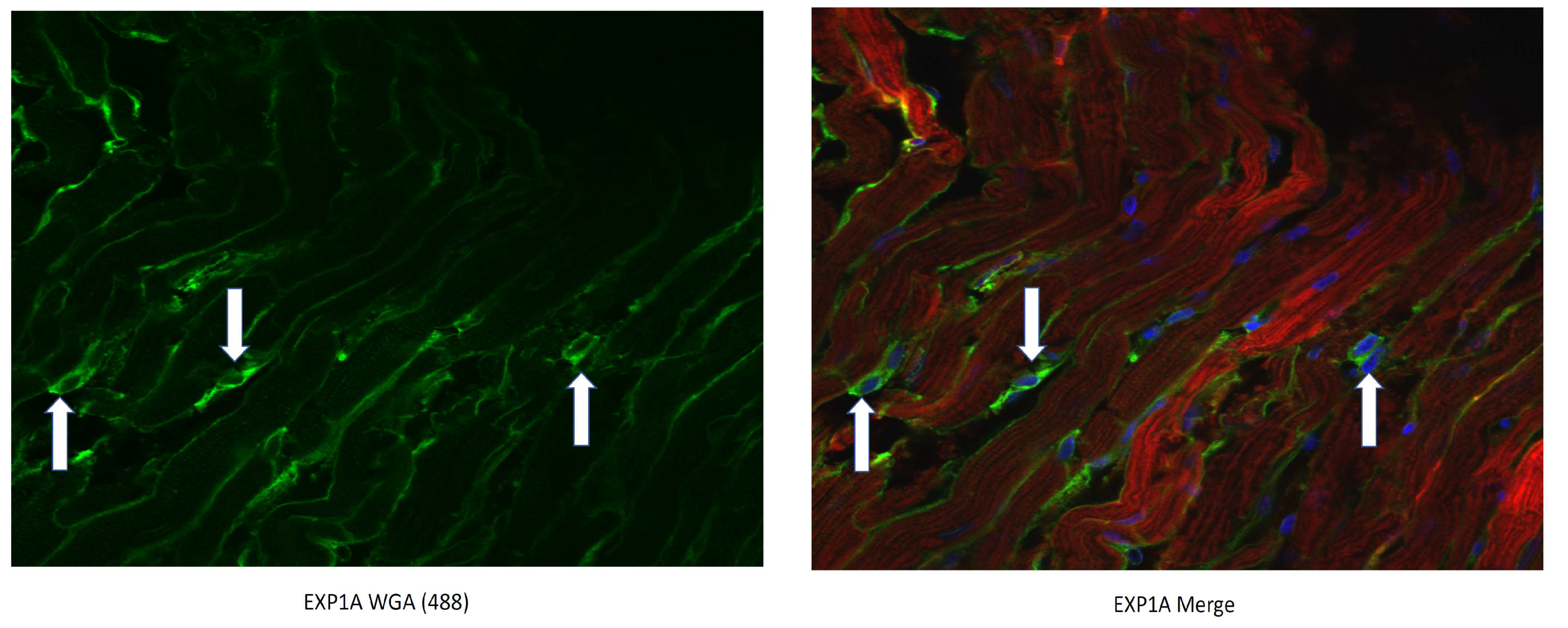 Pharmaceutics 15 02107 g003