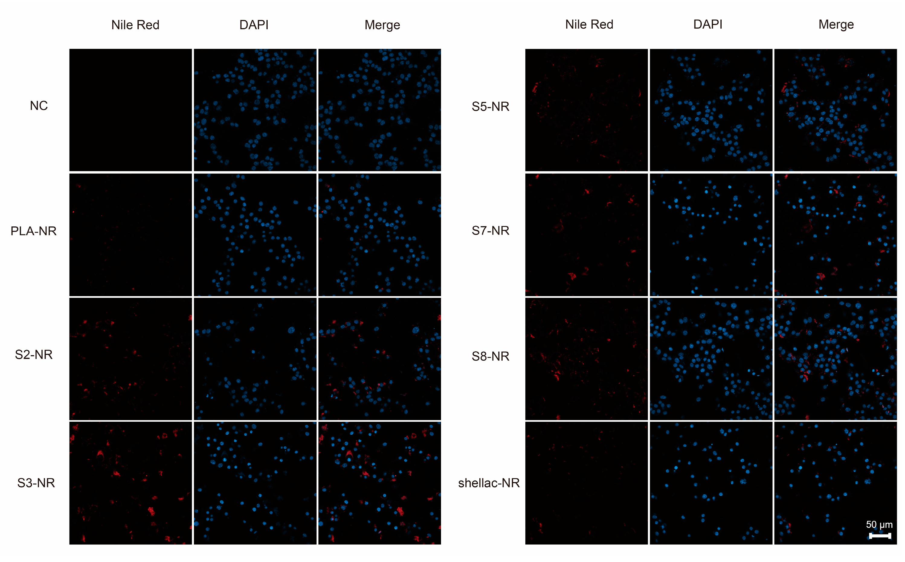 Pharmaceutics 15 02132 g007 Pharmaceutics 15 02132 g007