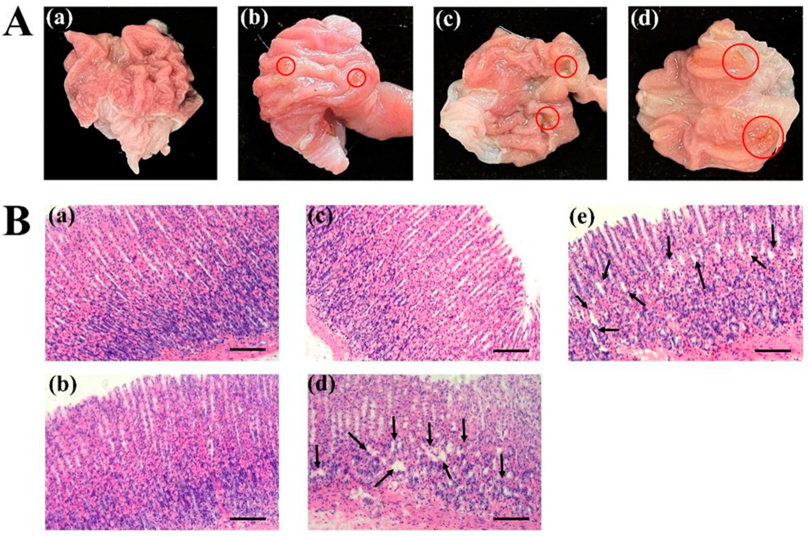 Pharmaceutics 15 02135 g002 Pharmaceutics 15 02135 g002