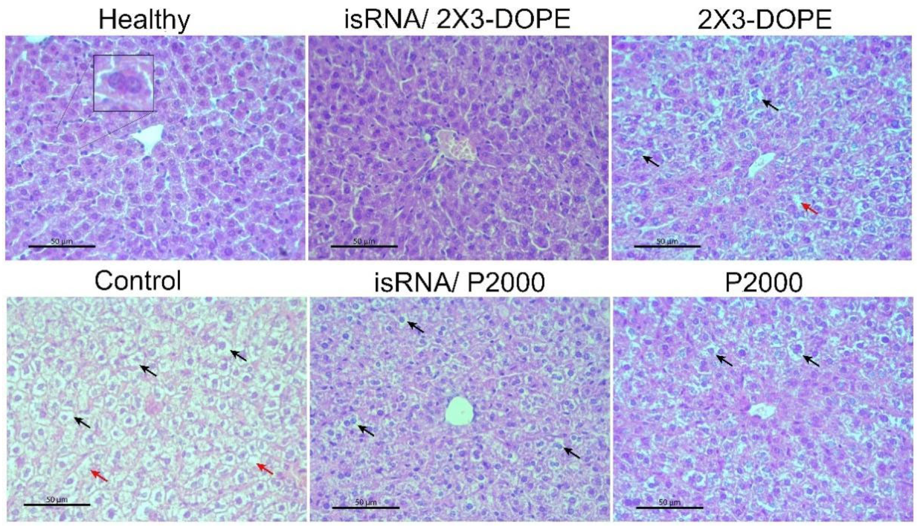 Pharmaceutics 15 02184 g008