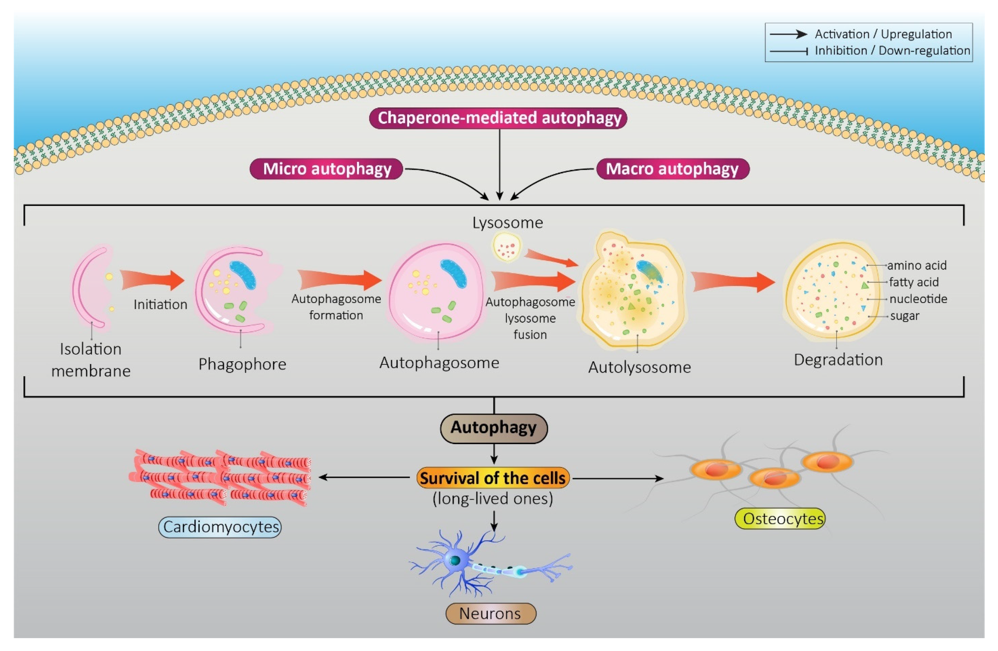 Pharmaceutics 15 02284 g001