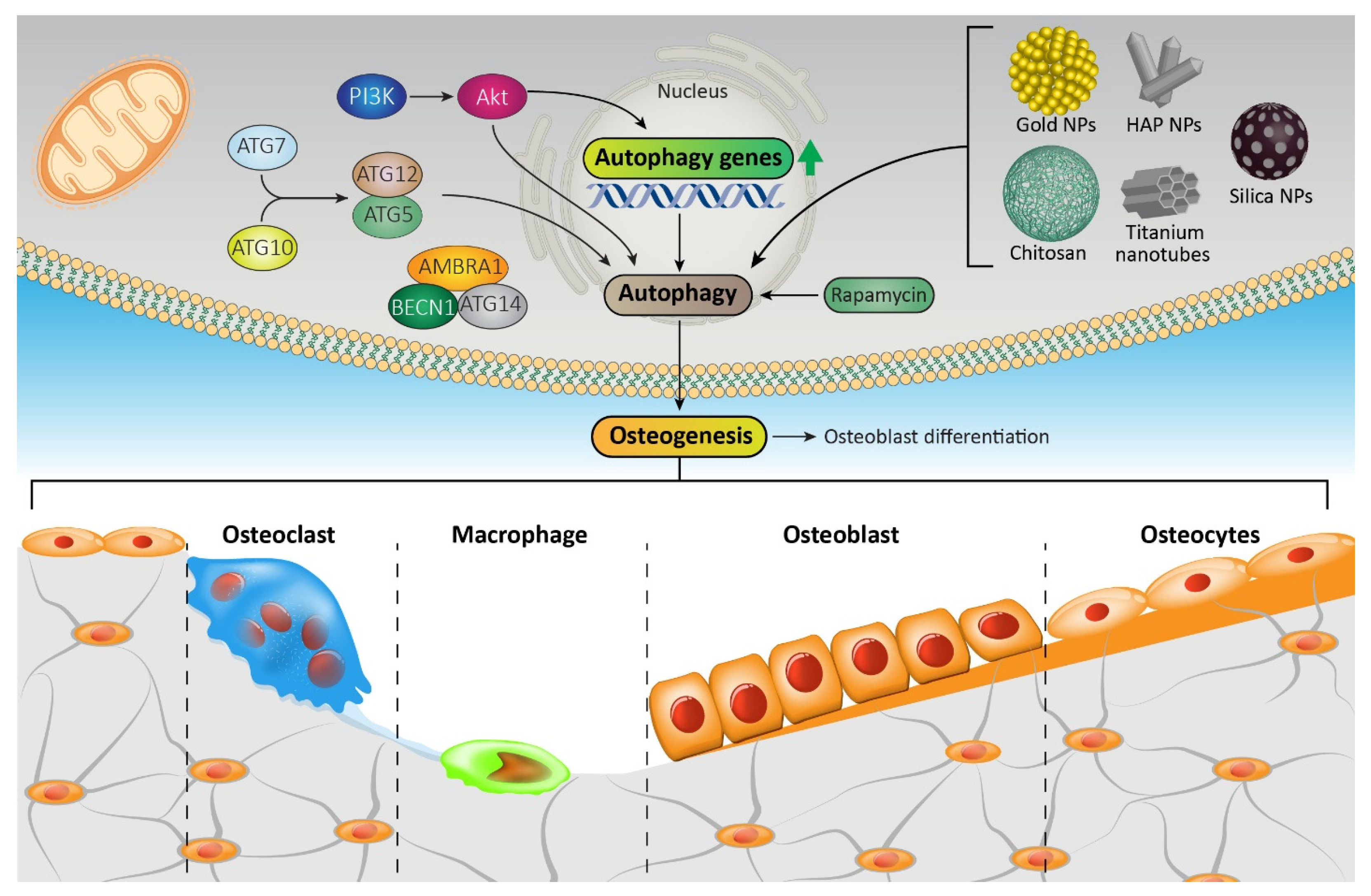 Pharmaceutics 15 02284 g002