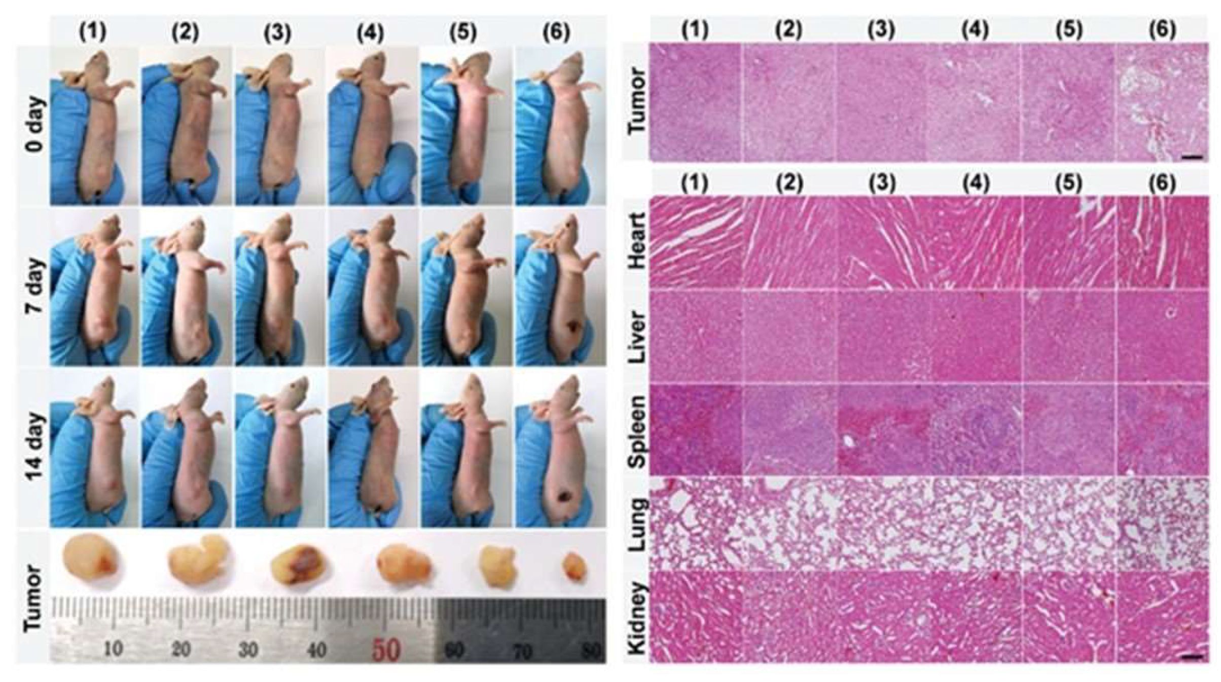 Pharmaceutics 15 02293 g009