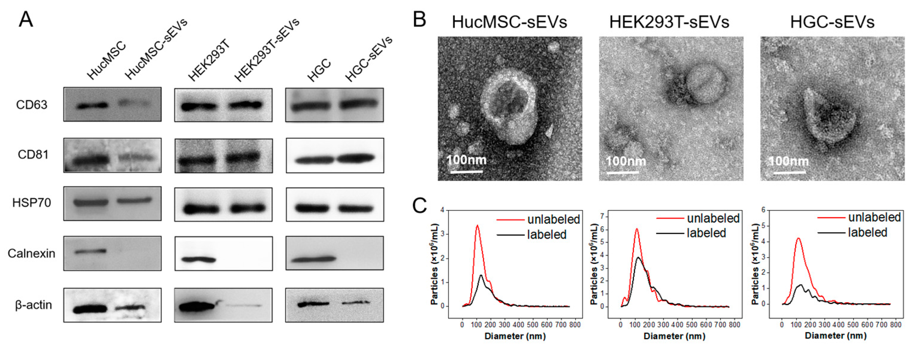 Pharmaceutics 15 02297 g001