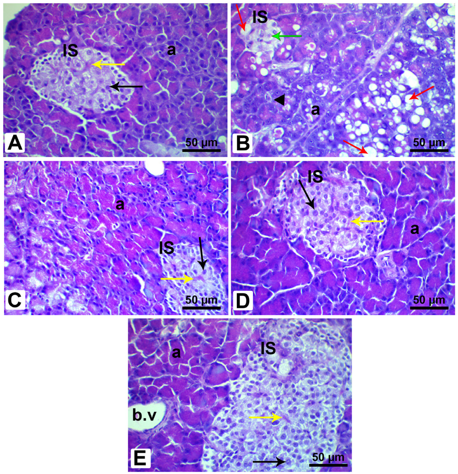Pharmaceutics 15 02306 g014
