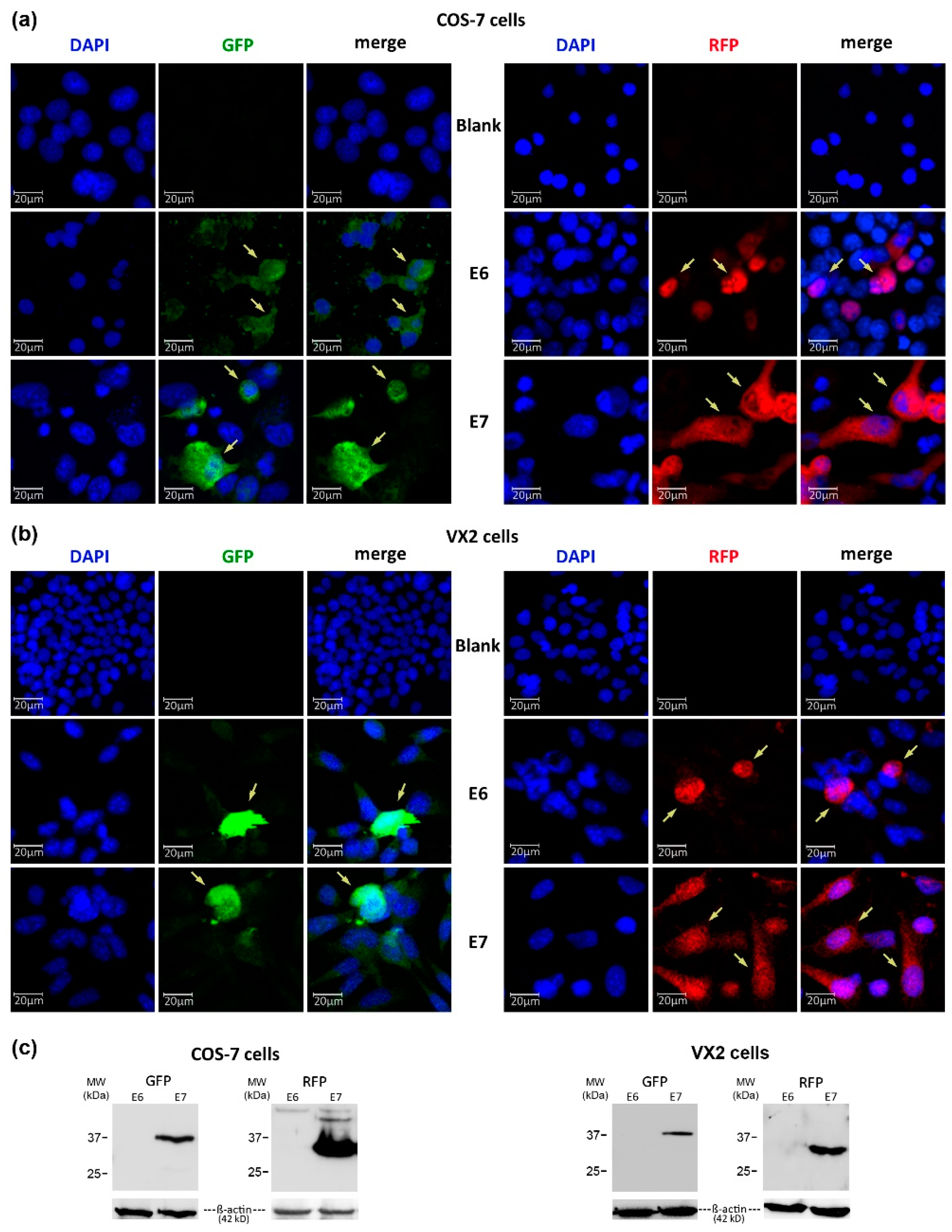 Pharmaceutics 15 02379 g003