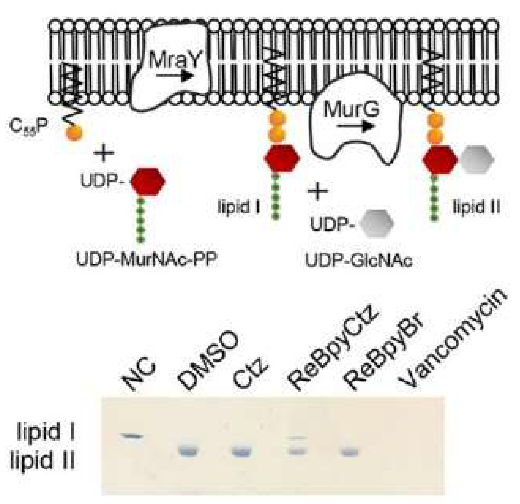 Pharmaceutics 15 02398 g009