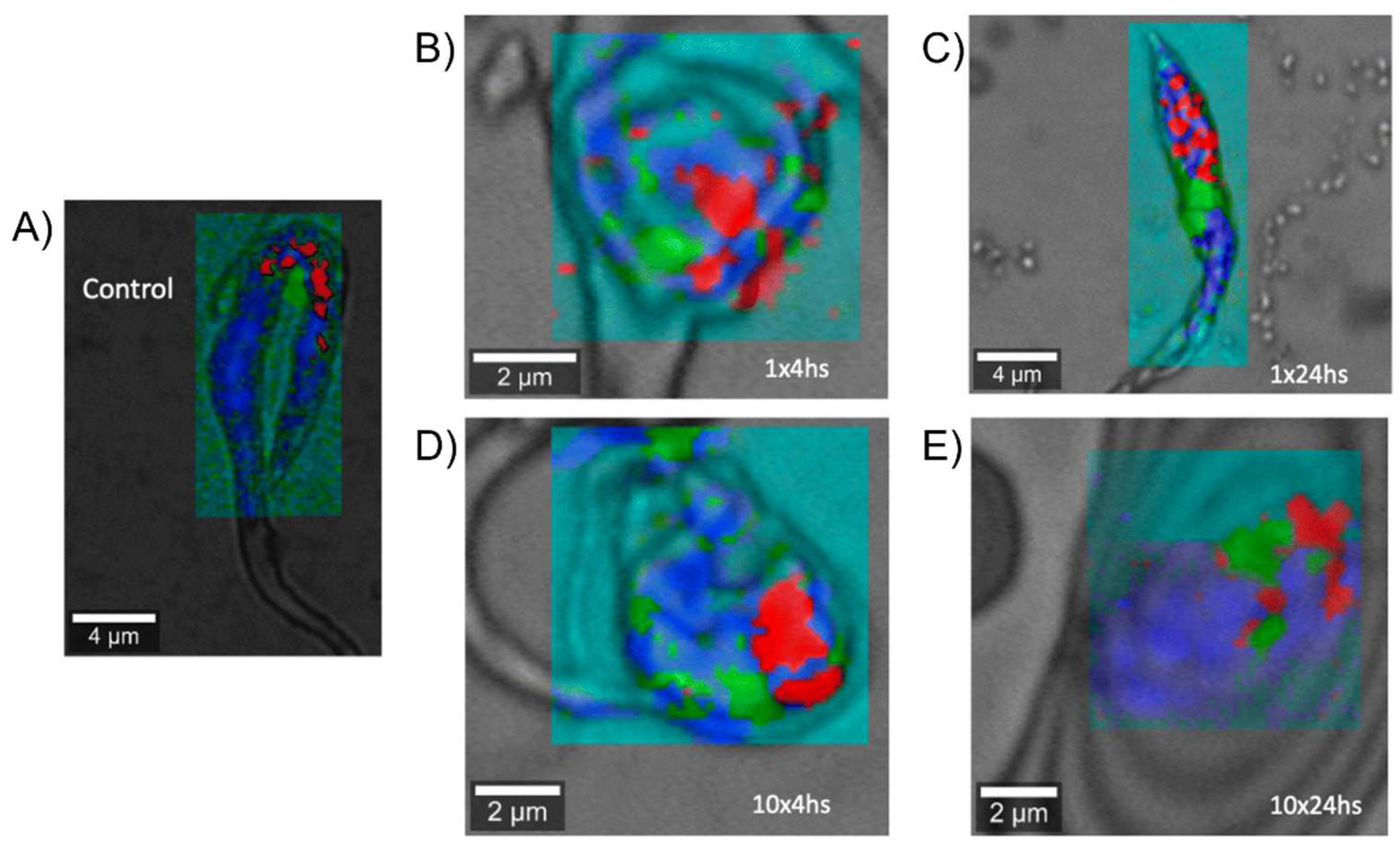 Pharmaceutics 15 02398 g010