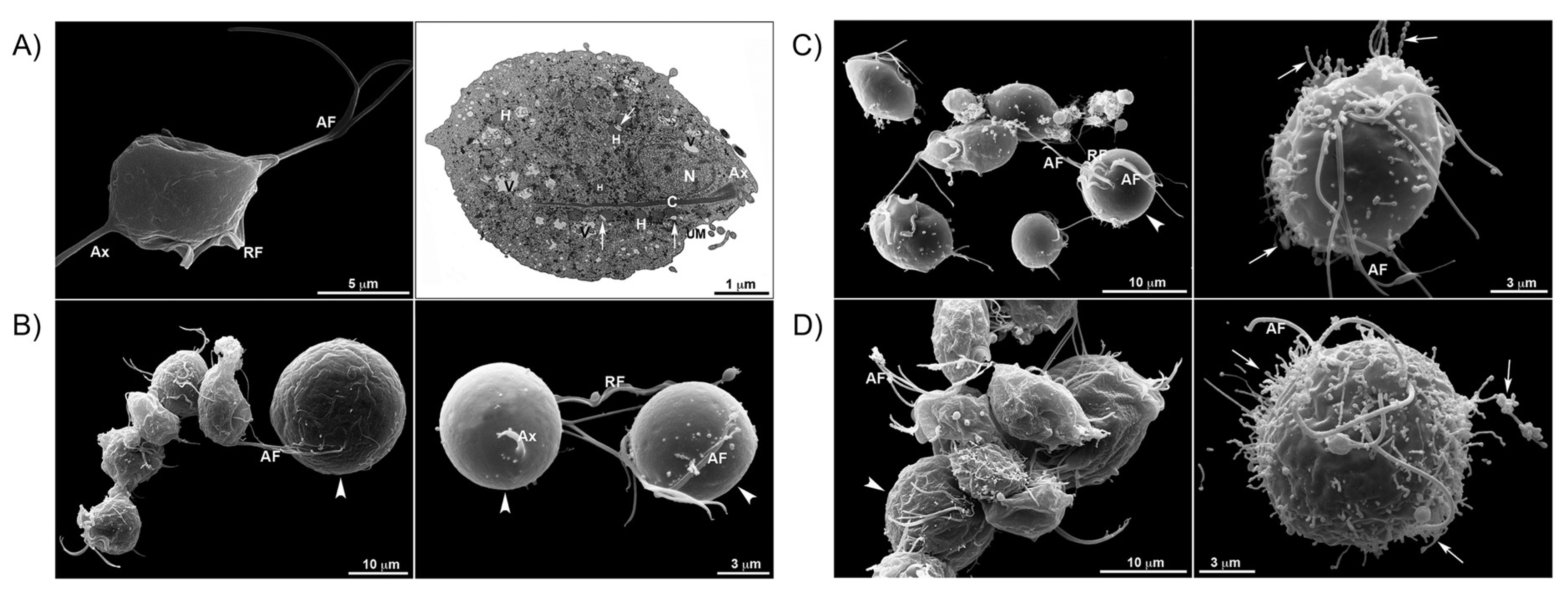 Pharmaceutics 15 02398 g011